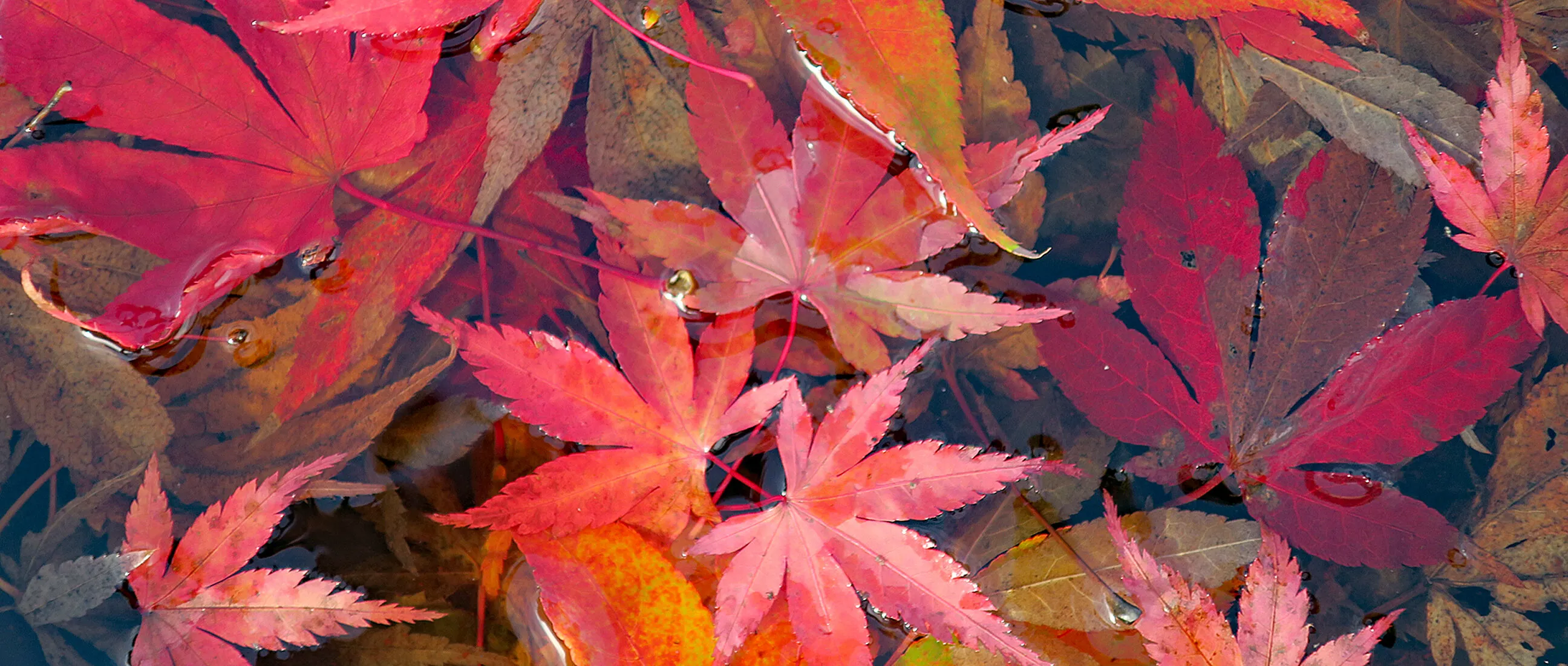 Colours of Autmun