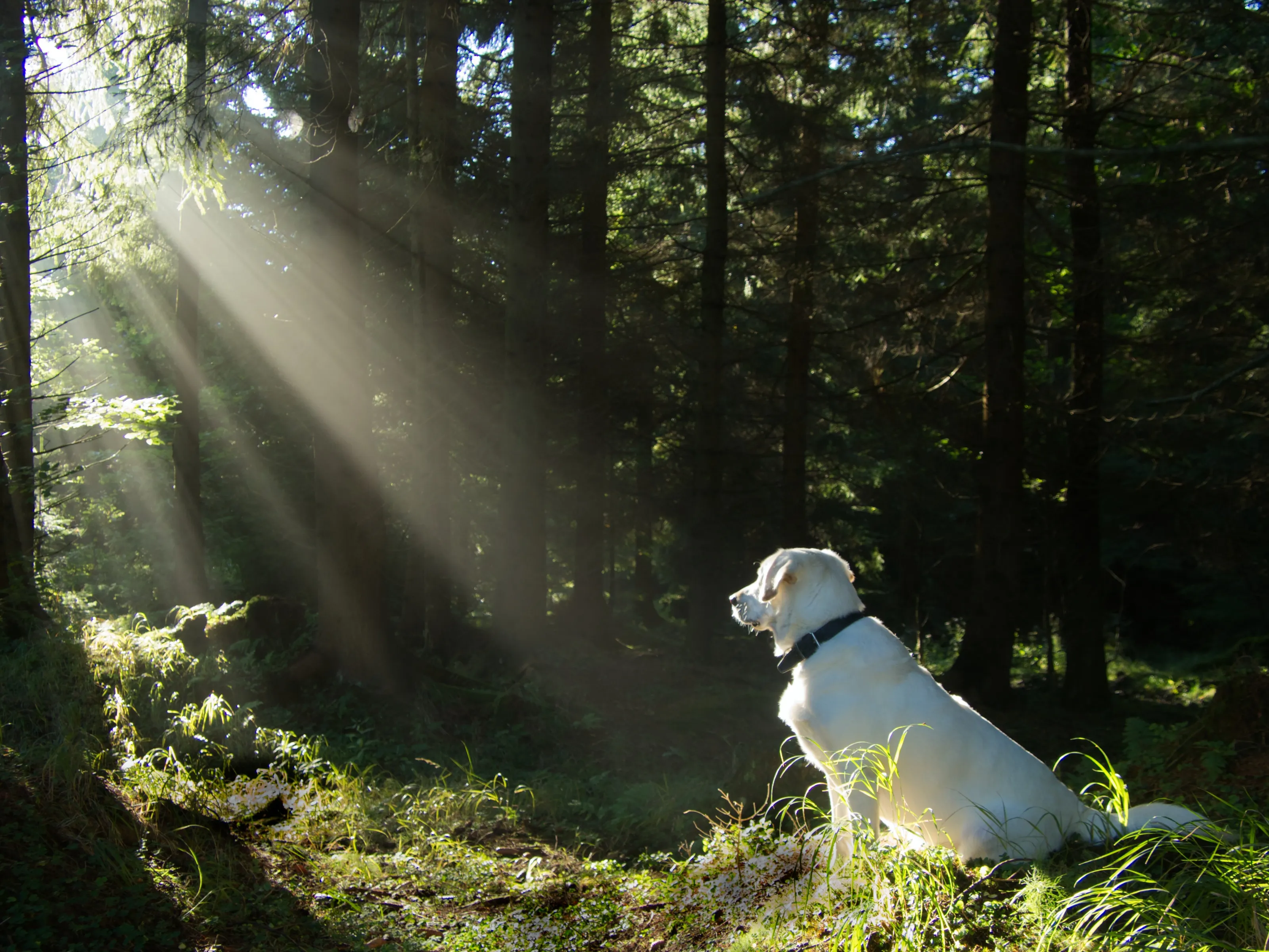 Magic forest
