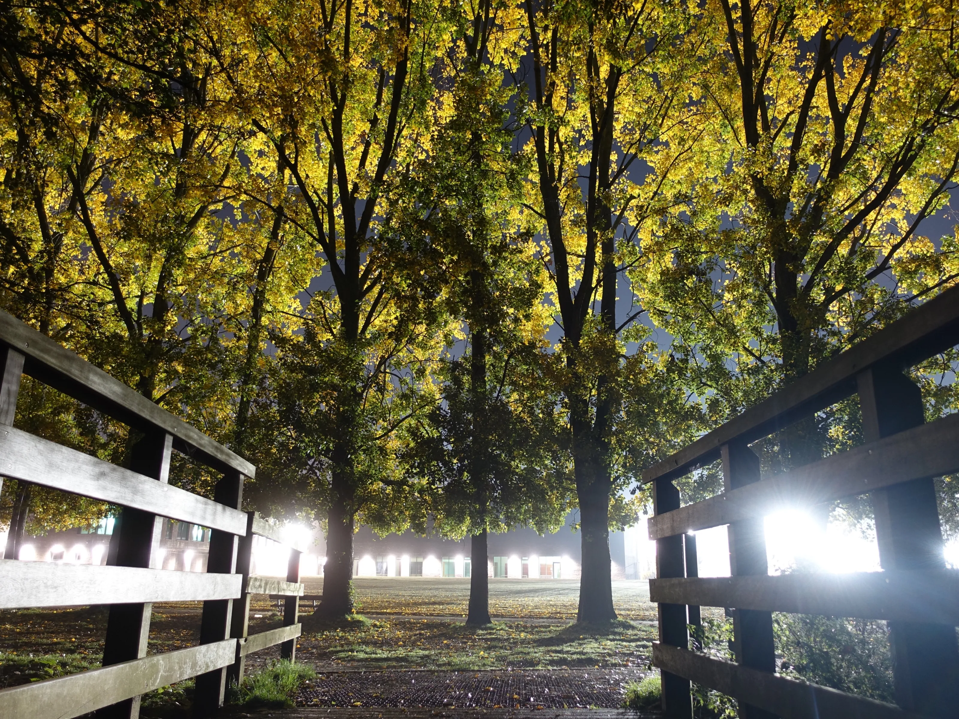 Illumination of the Autumnal Trees