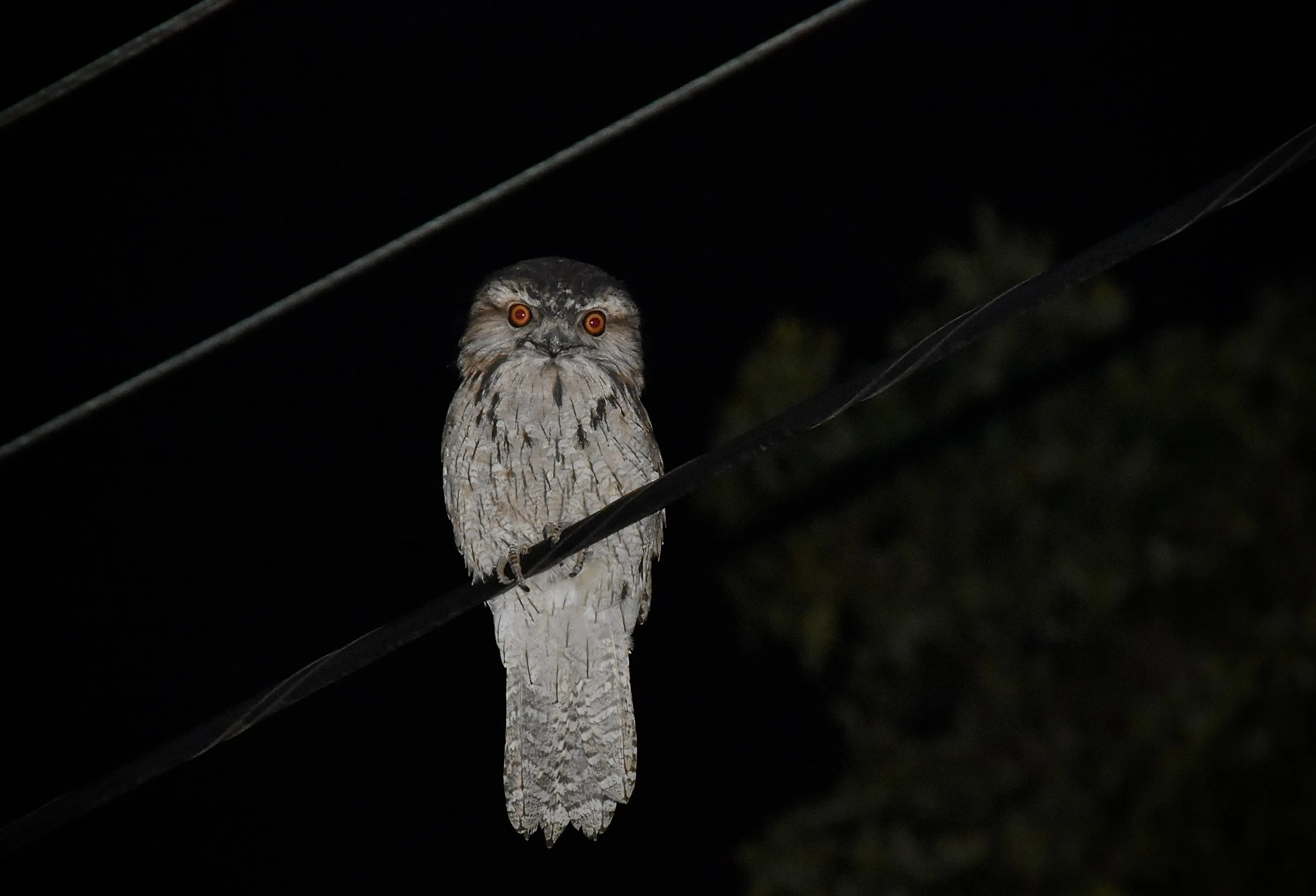 Tawny frogmouth