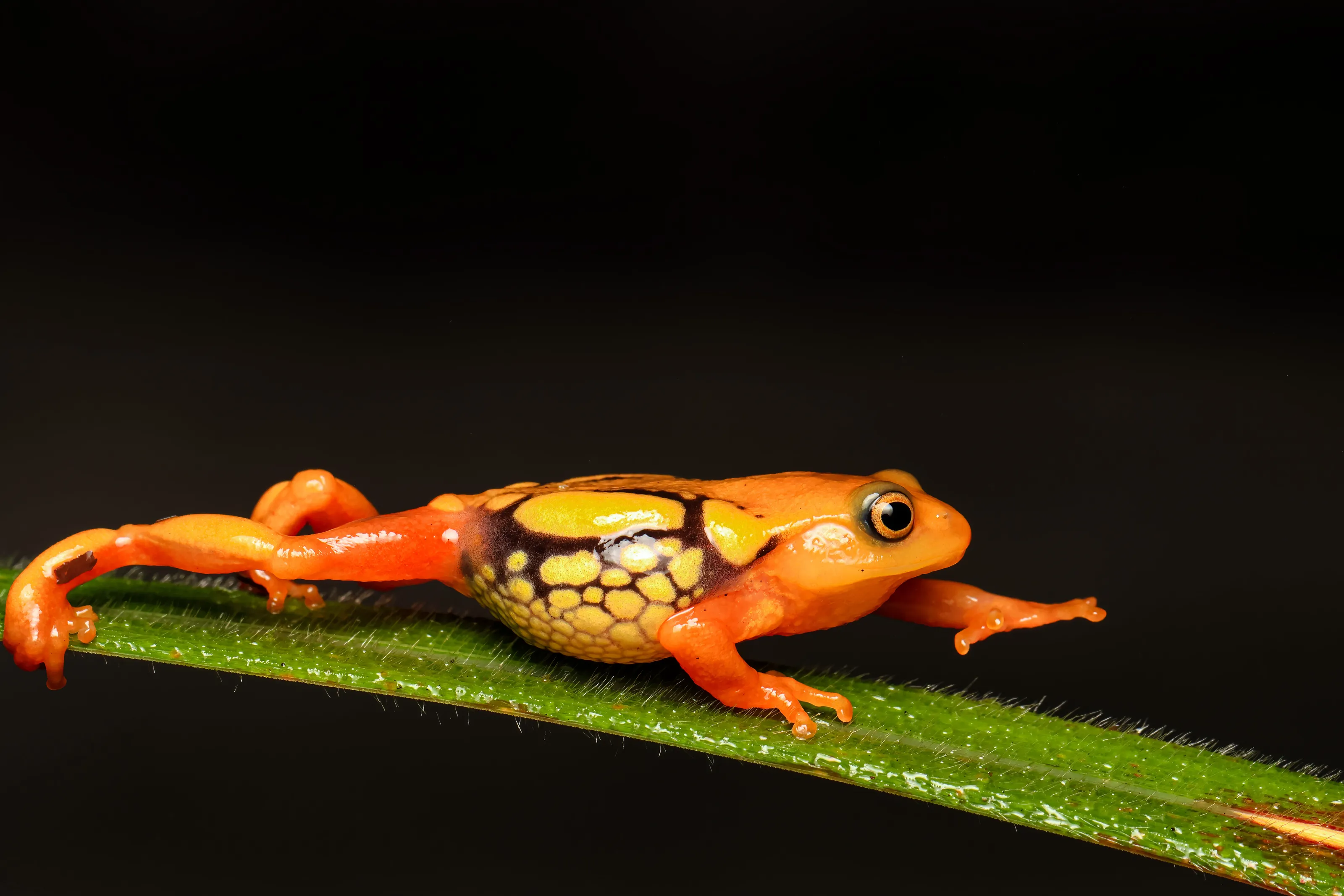 Respendent Shrub Frog