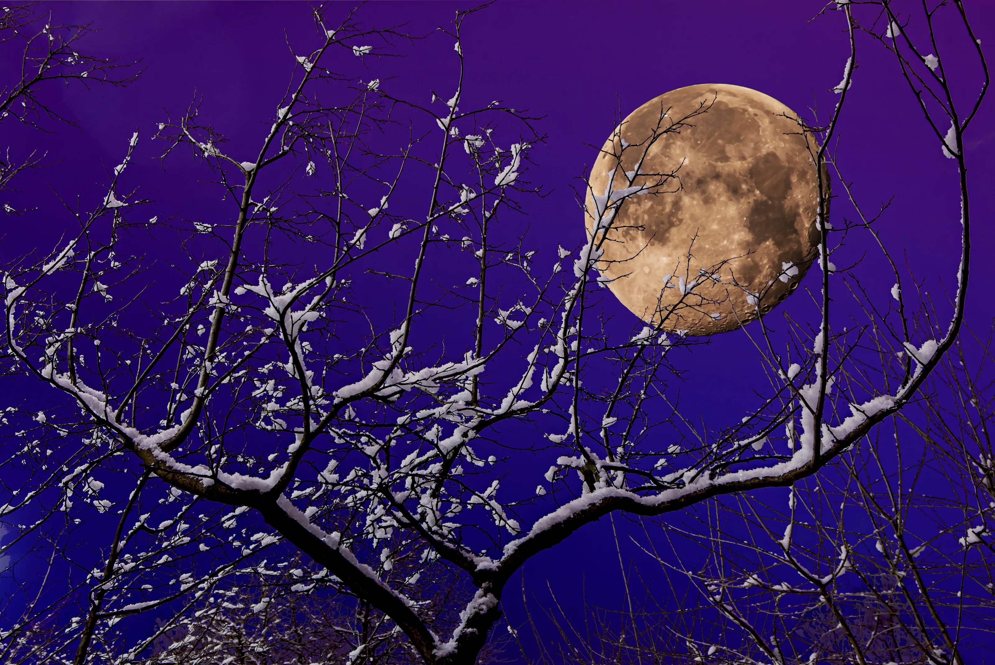 Branch and moon