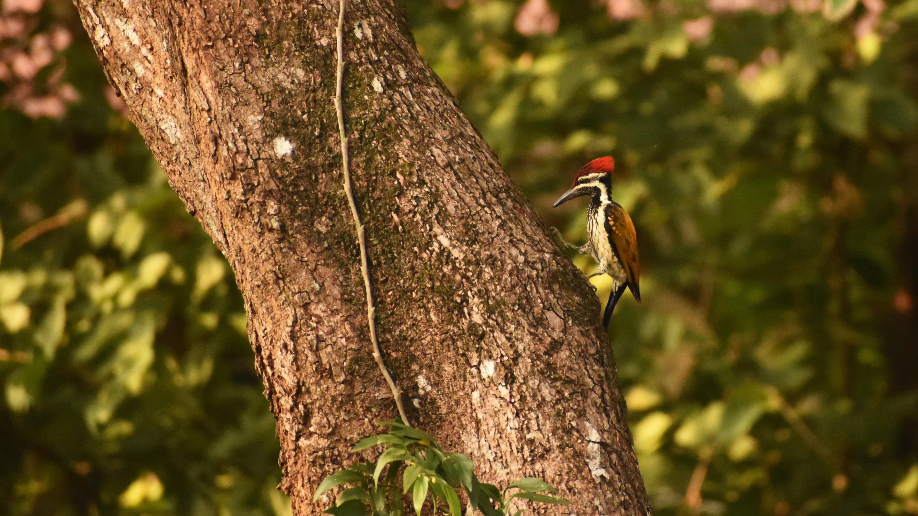 Black-rumped flameback