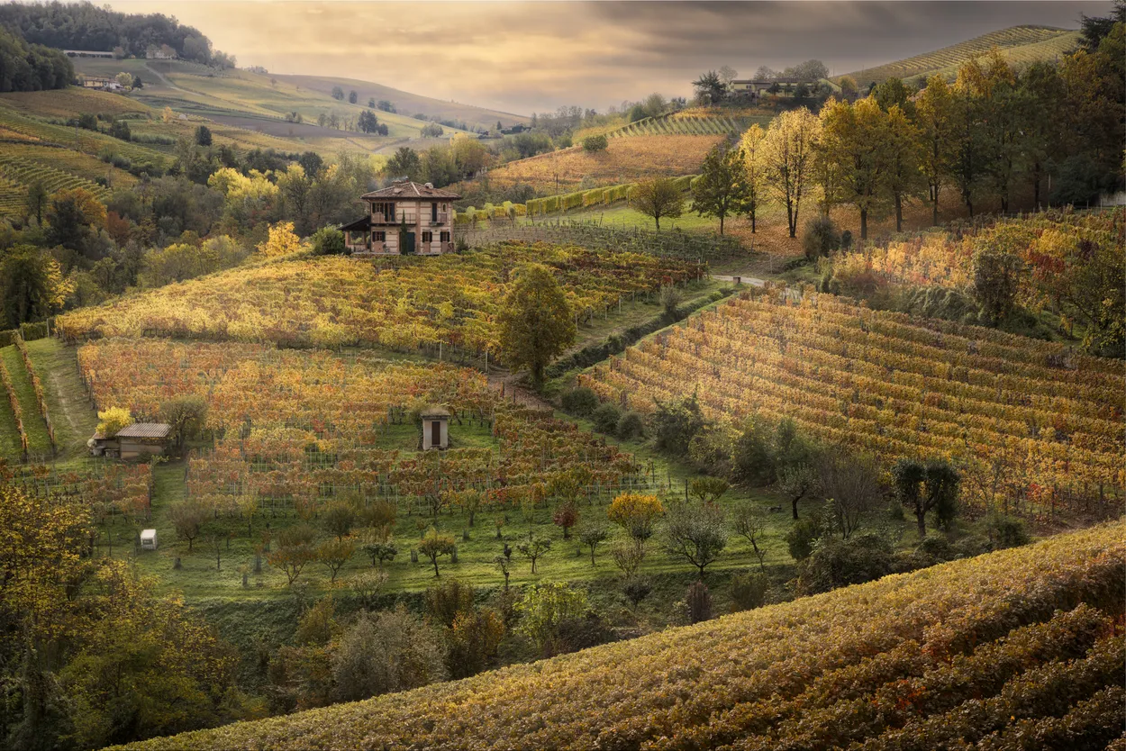 Autumn in the Vineyards
