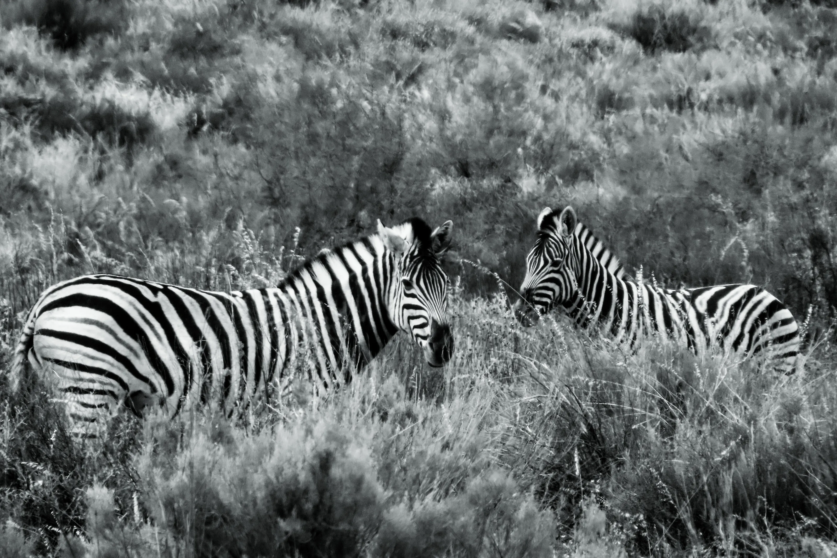 Two Burchell Zebra standing in fynbos