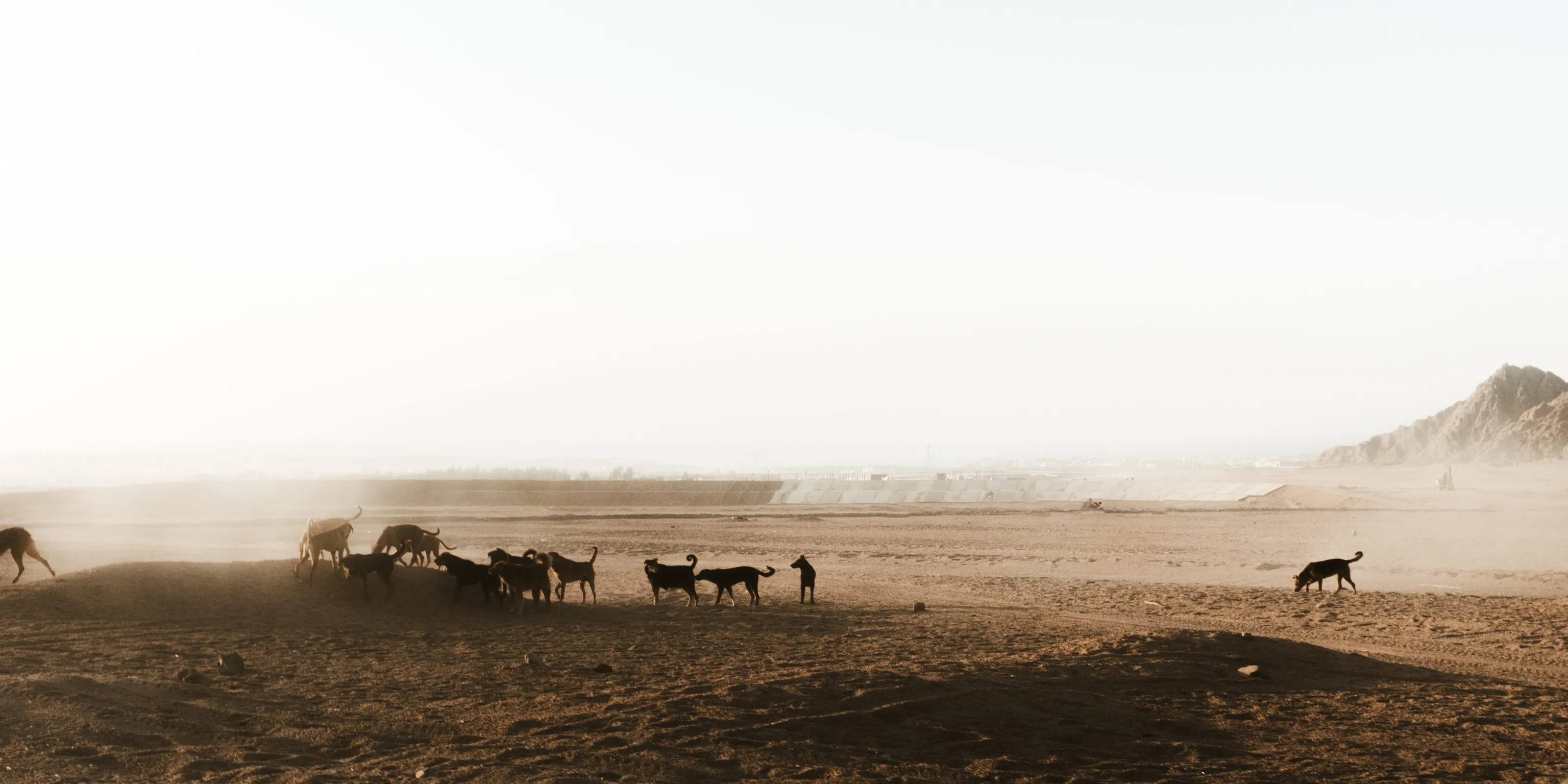Desert Dogs