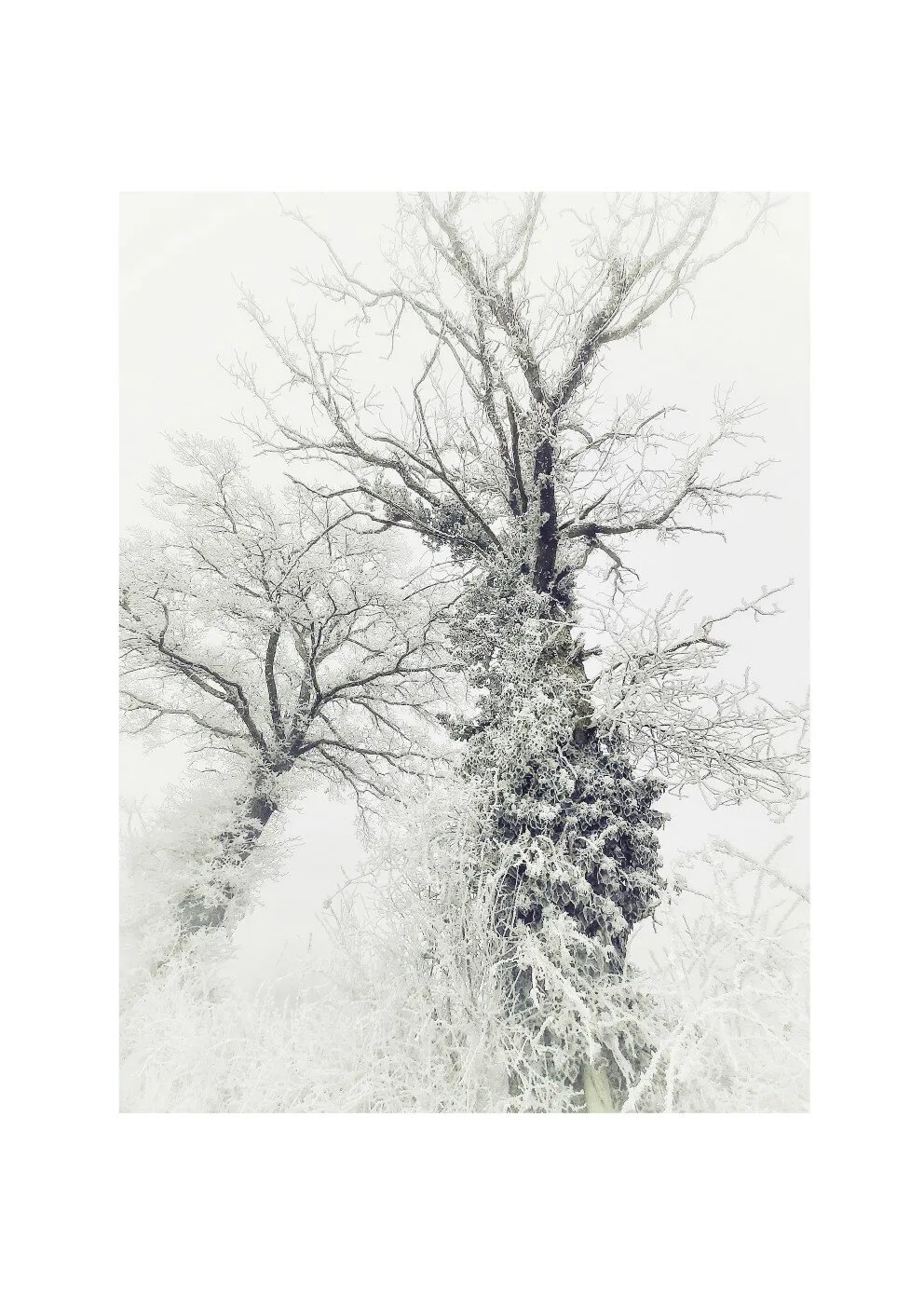 Frosted Skeletons