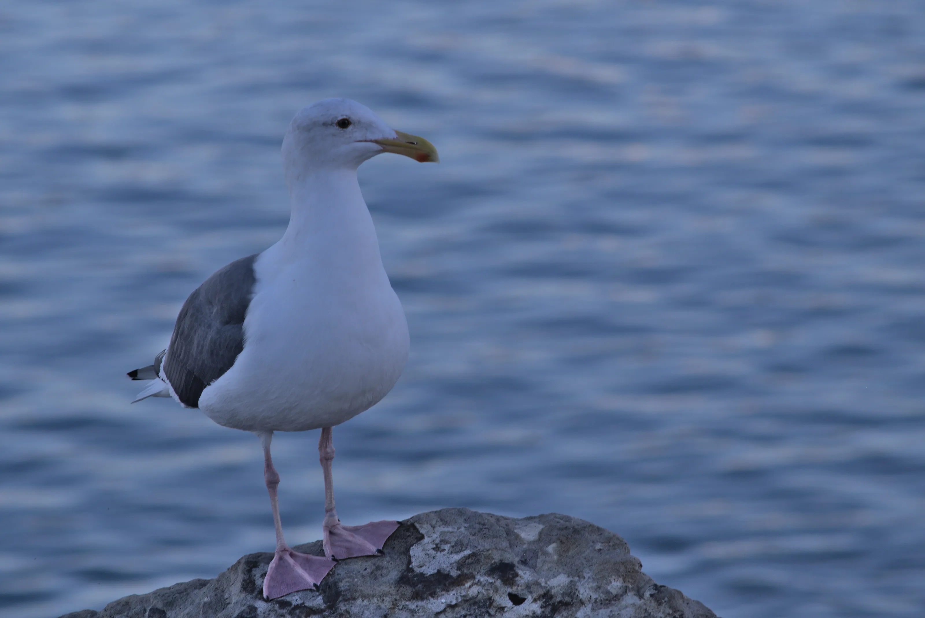 Seagull