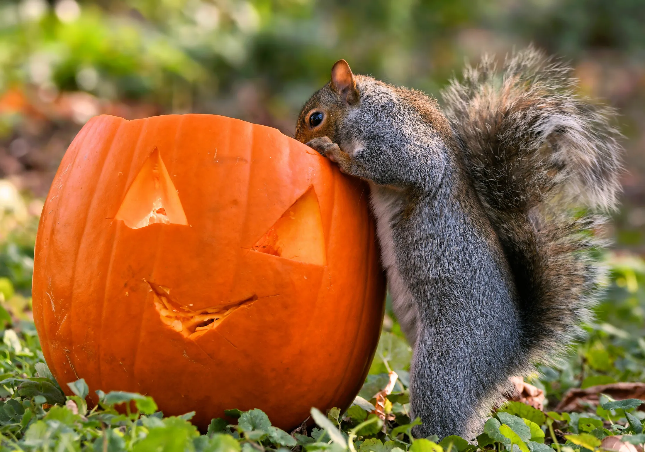 A squirrel Halloween