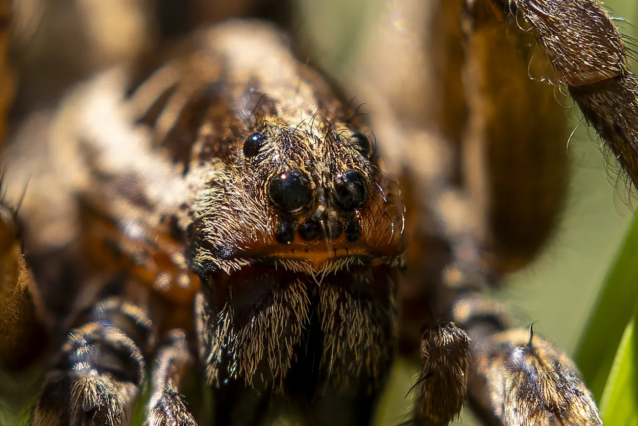 The head of the spider