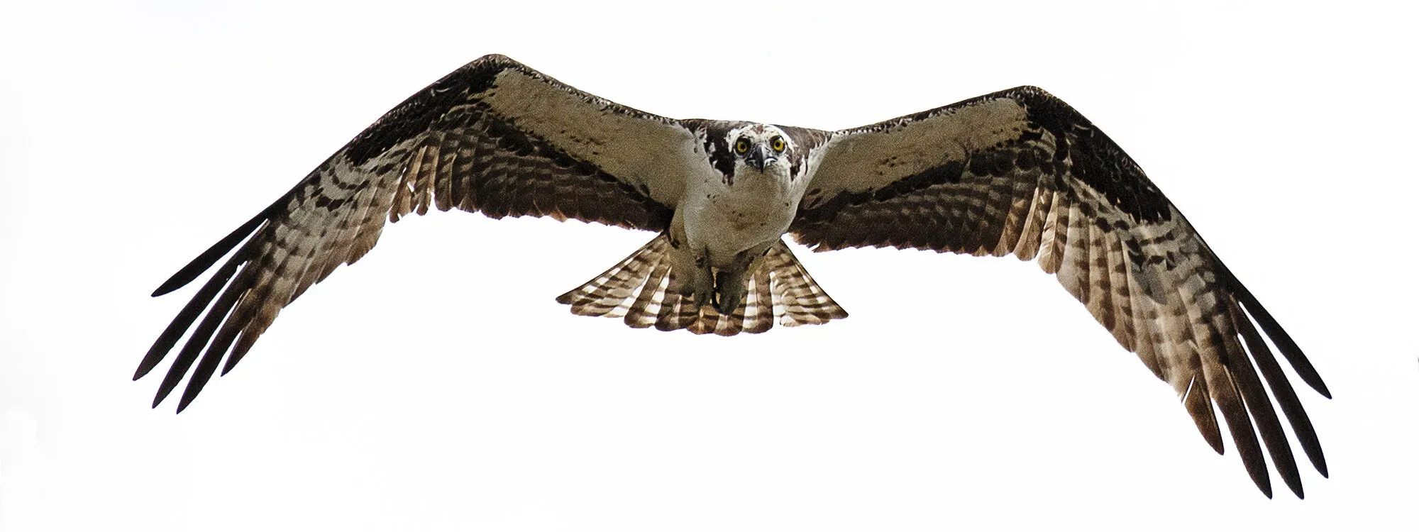 Osprey in Flight