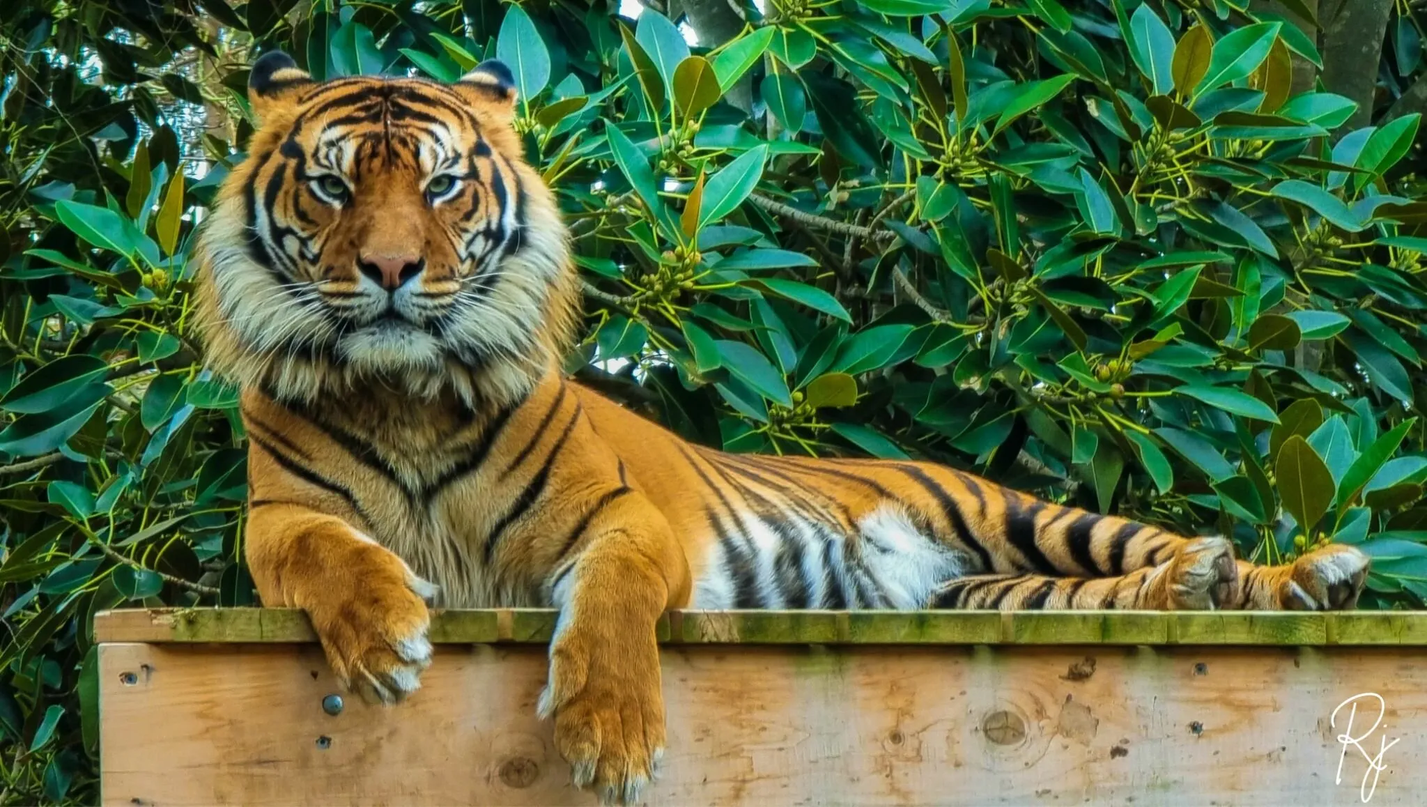 Kembali-the Tiger