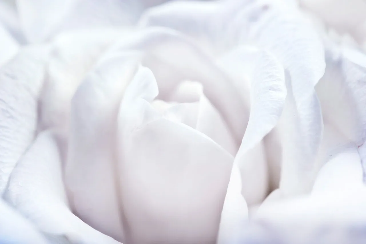White rose