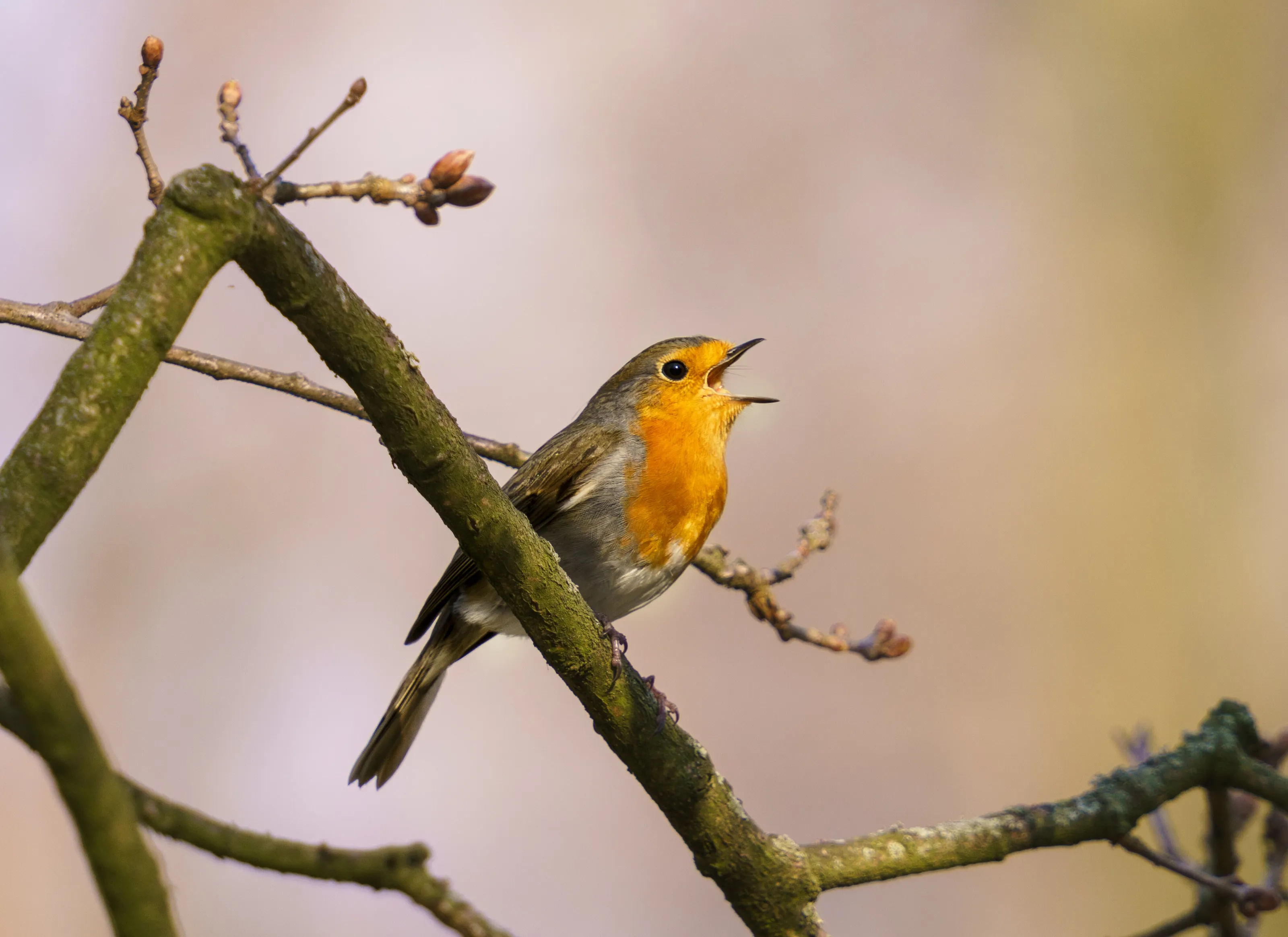 Singing robin