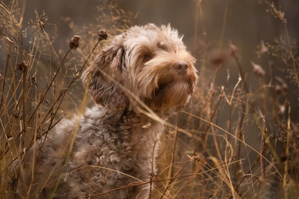 Entry 20911749