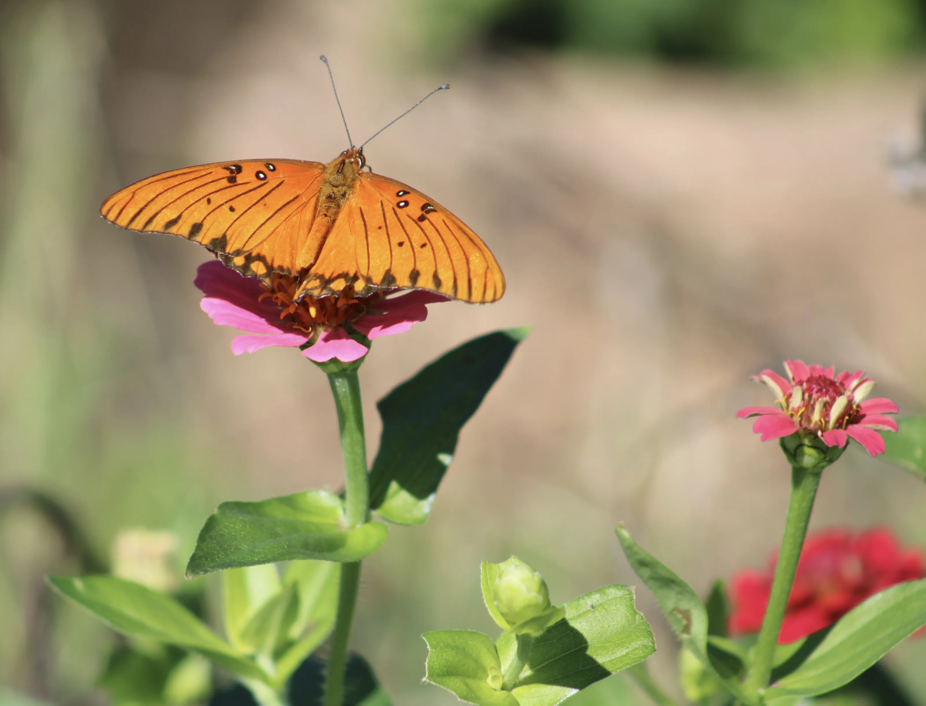 Spread Your Wings