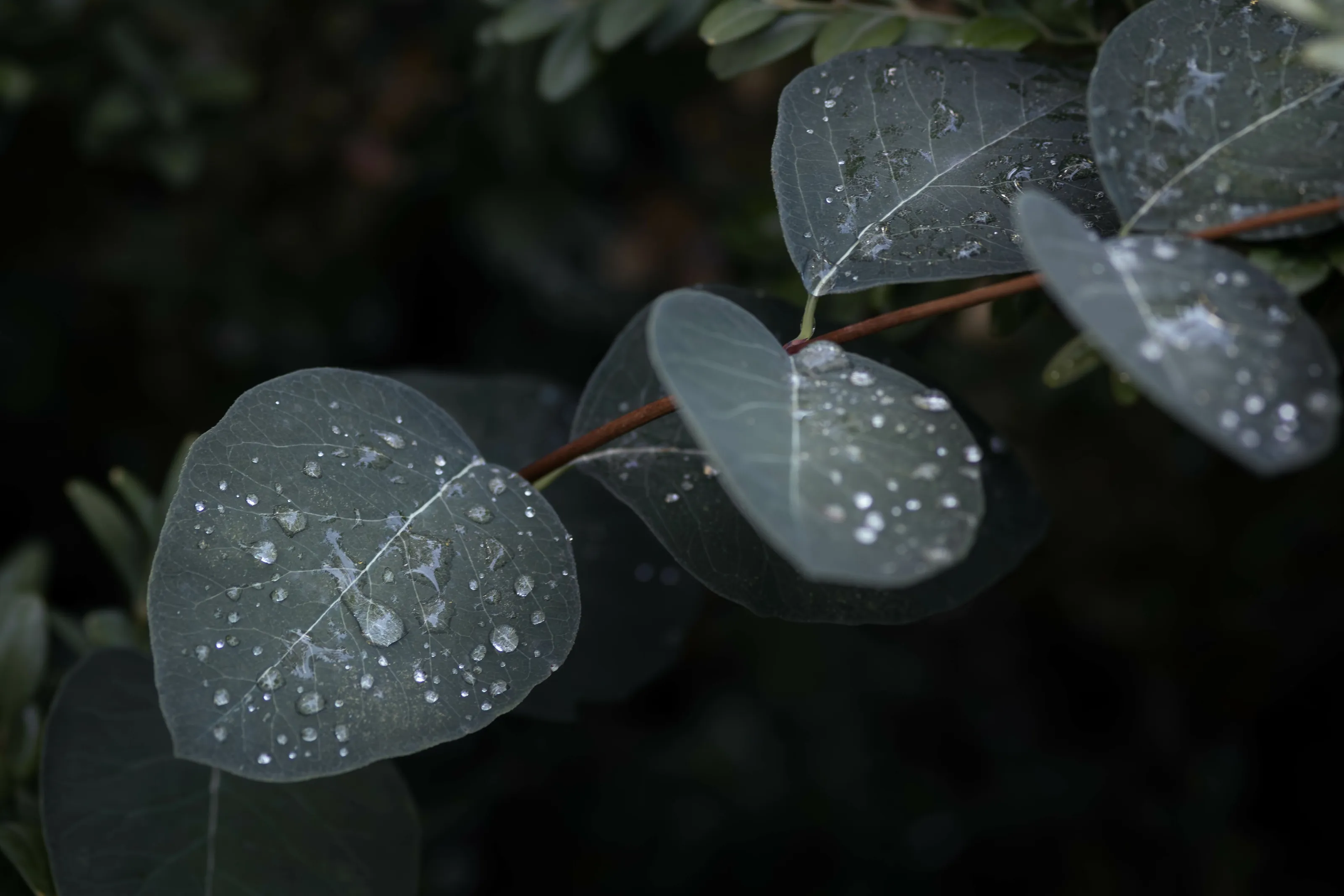 Glistening raindrops