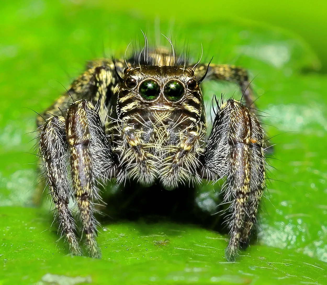 Entry 6772566