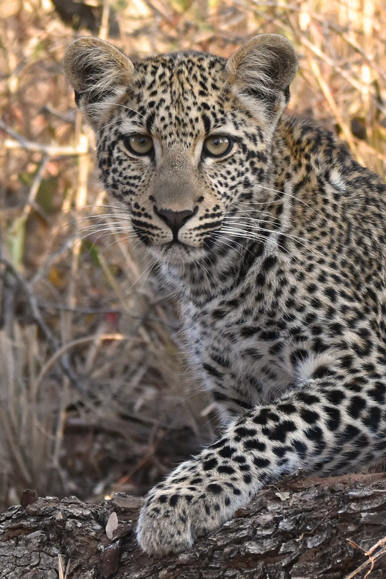 Eye to eye with a leopard cub