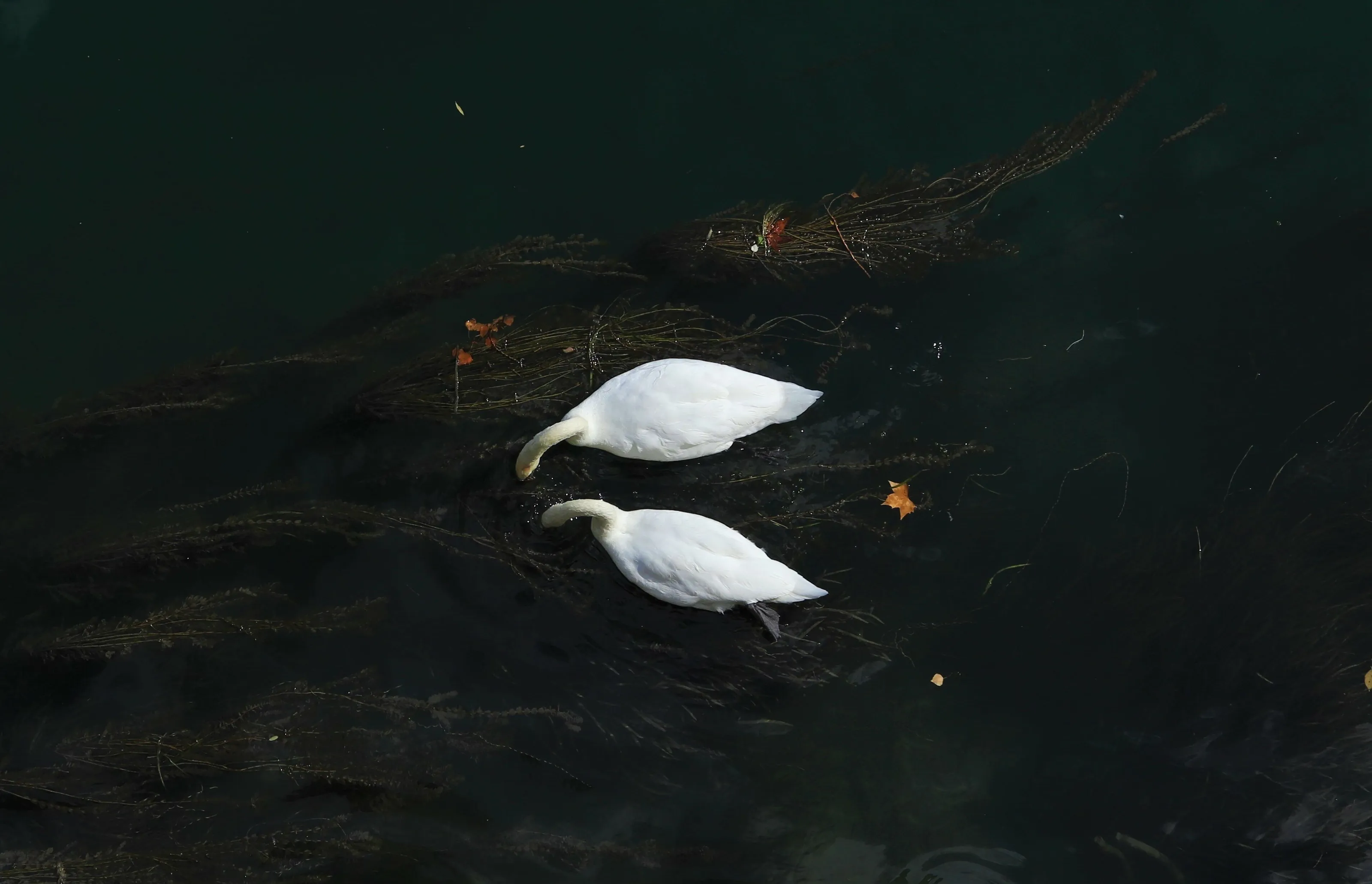 Swans in Saone