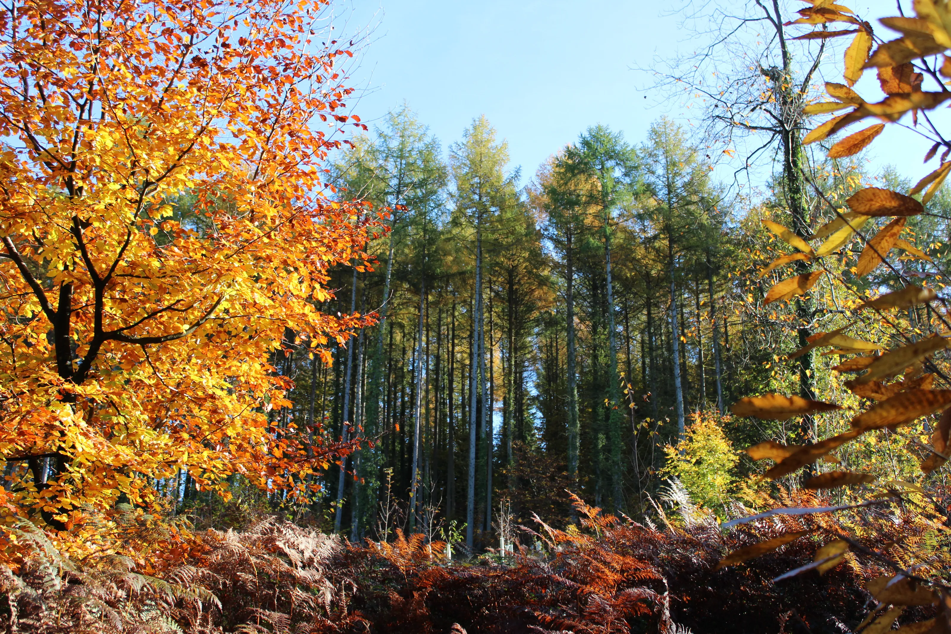 The beautiful Forest of Dean