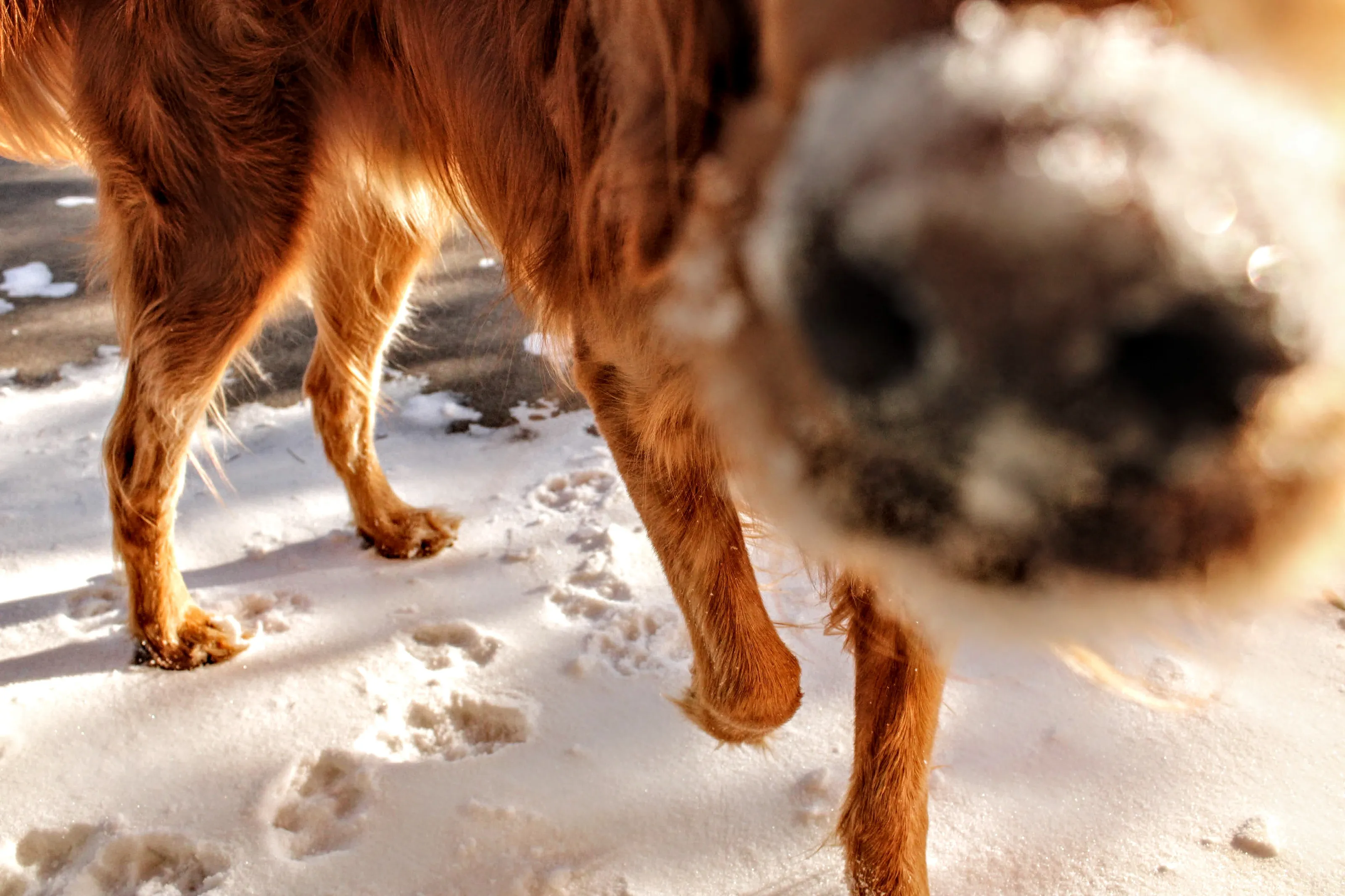 Cold Nose