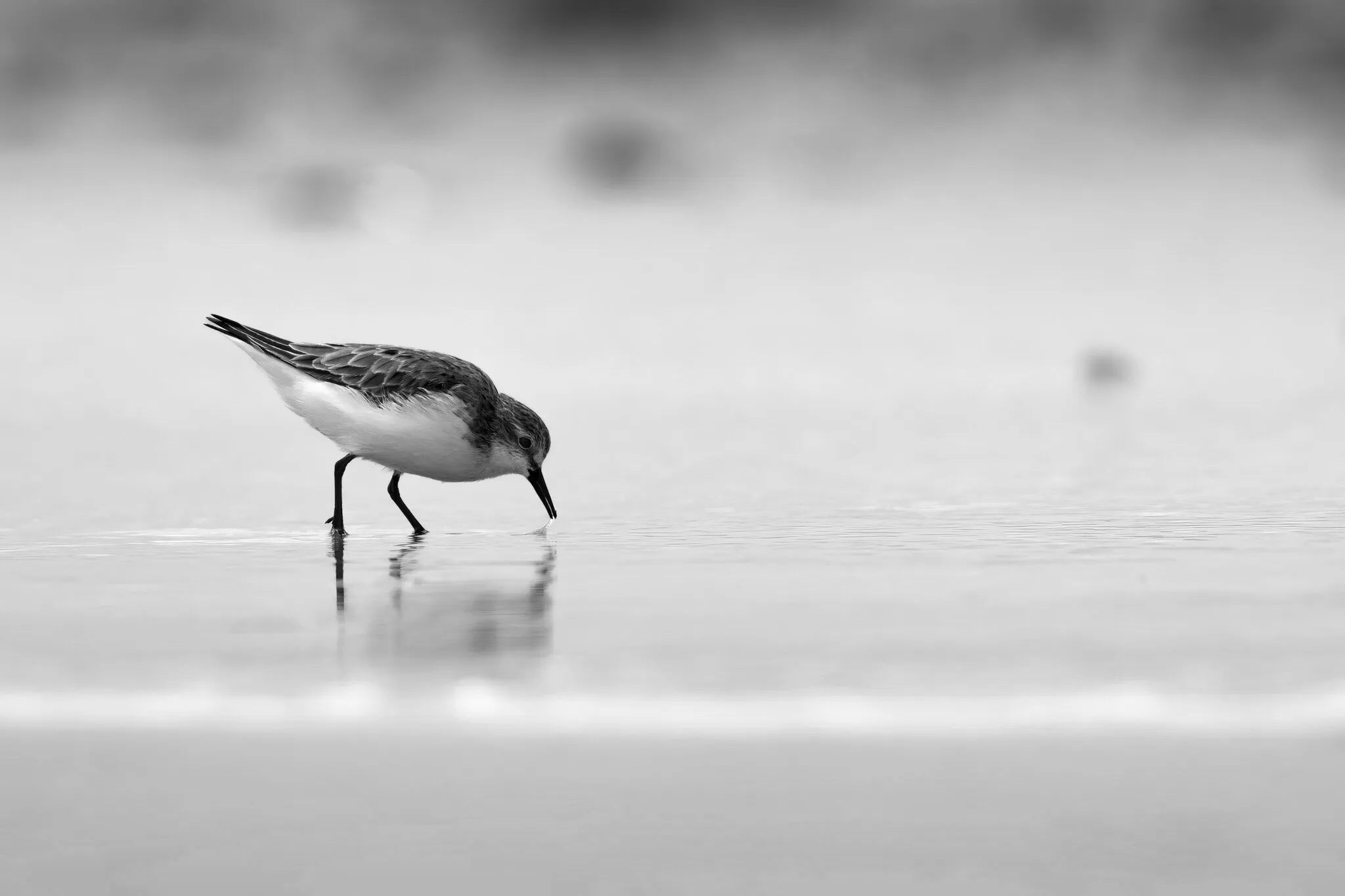 Sandpiper