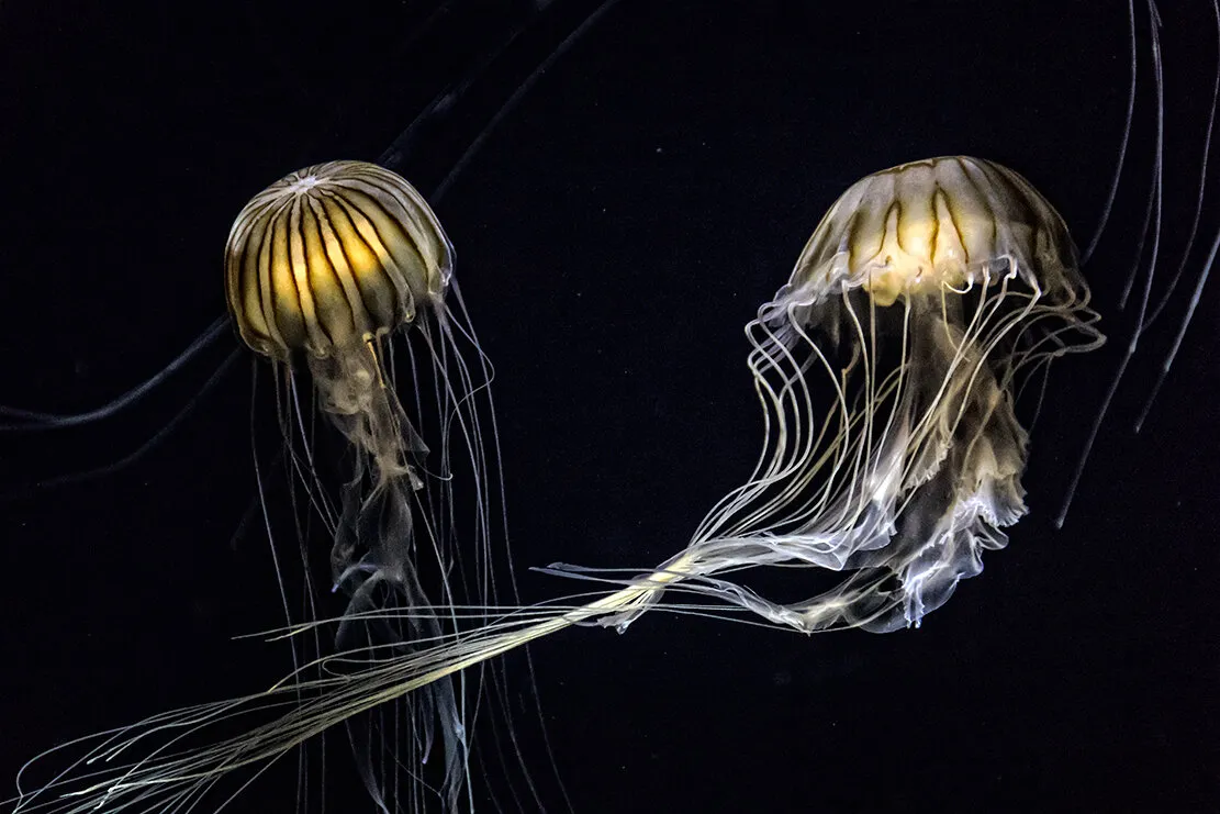Dance of the Japanese sea nettles