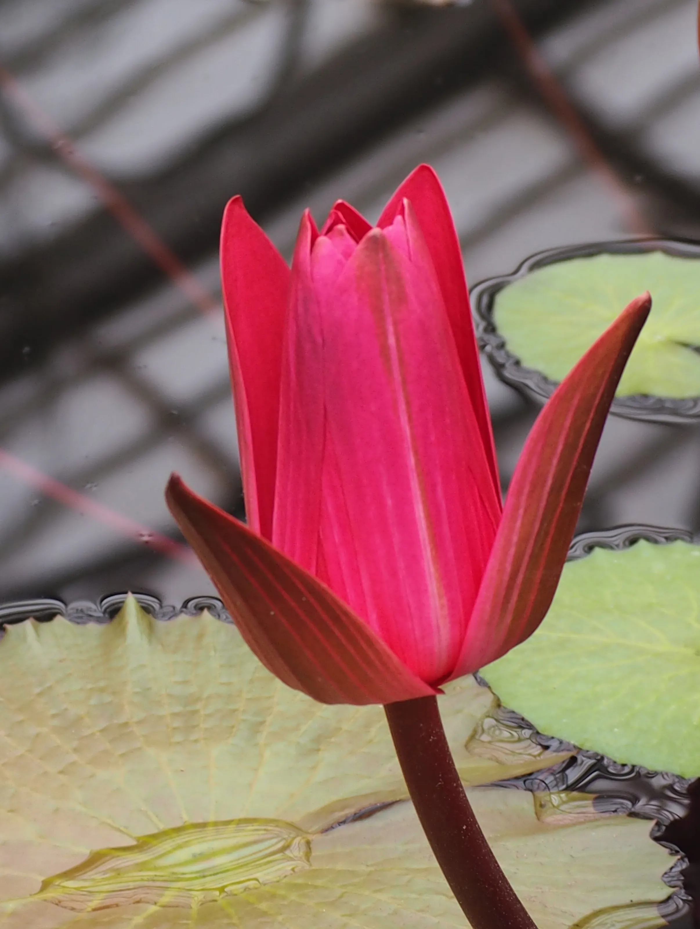 The perfect water lily