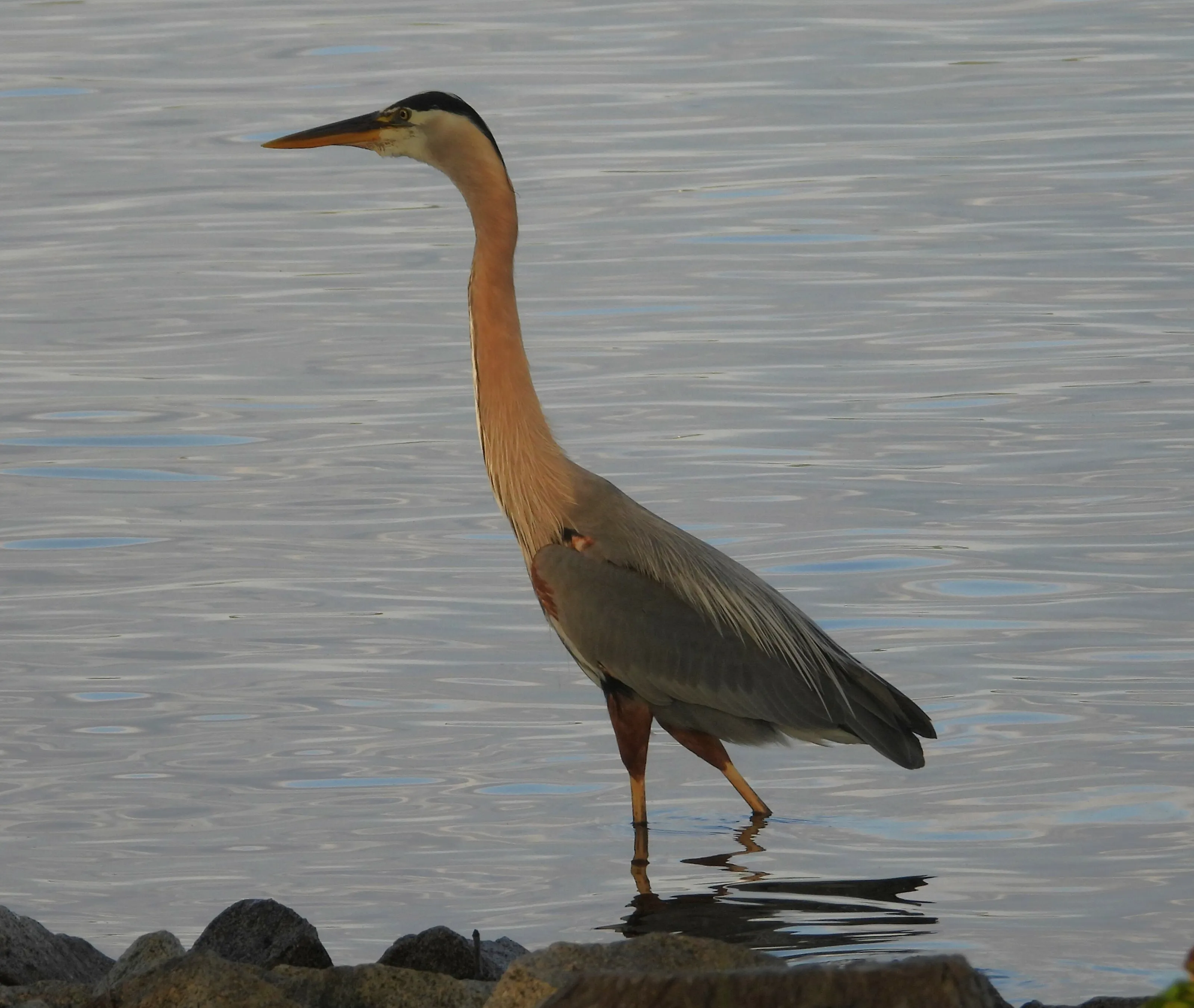 Heron Walking in Lake