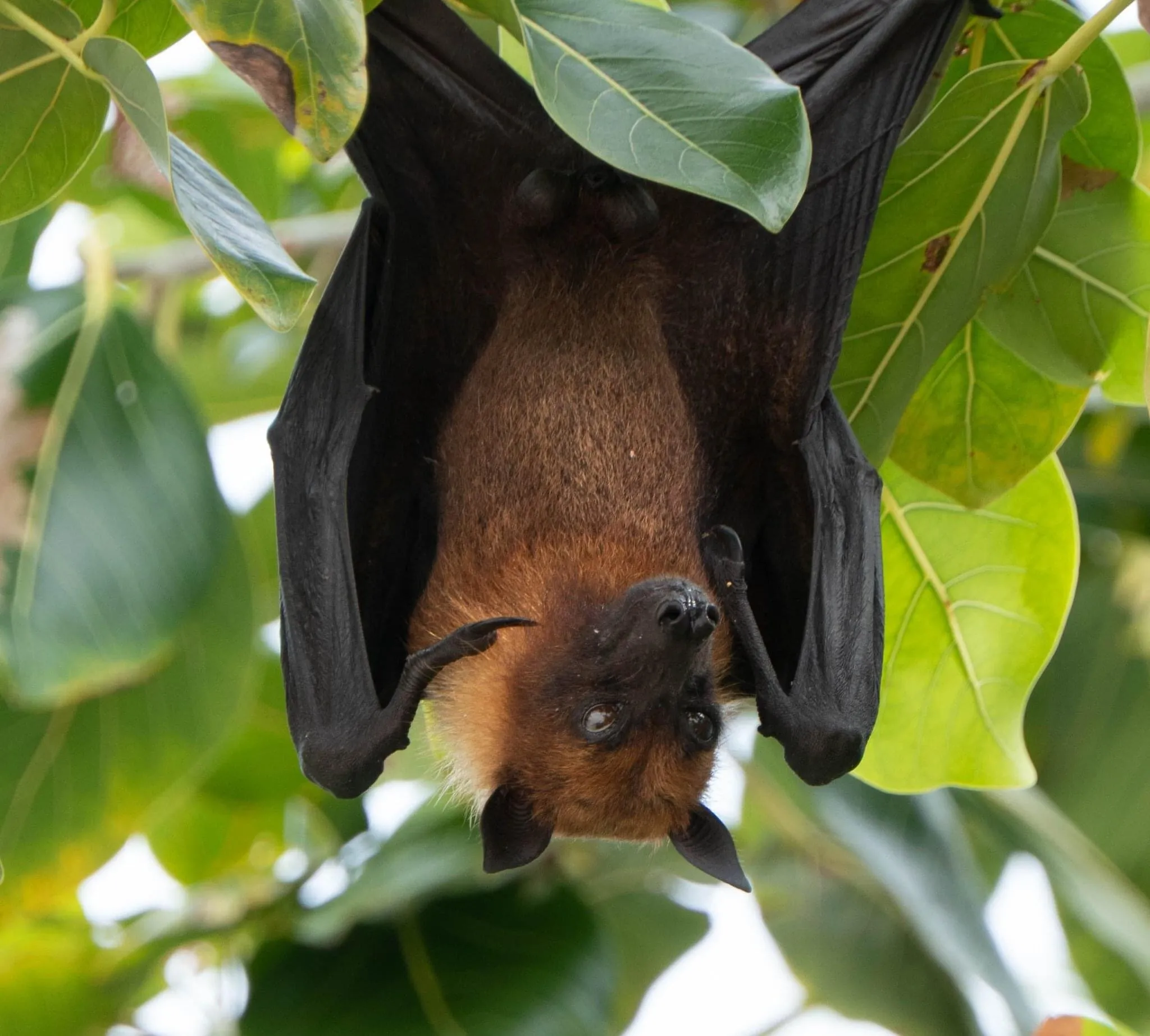Maldivian Bat