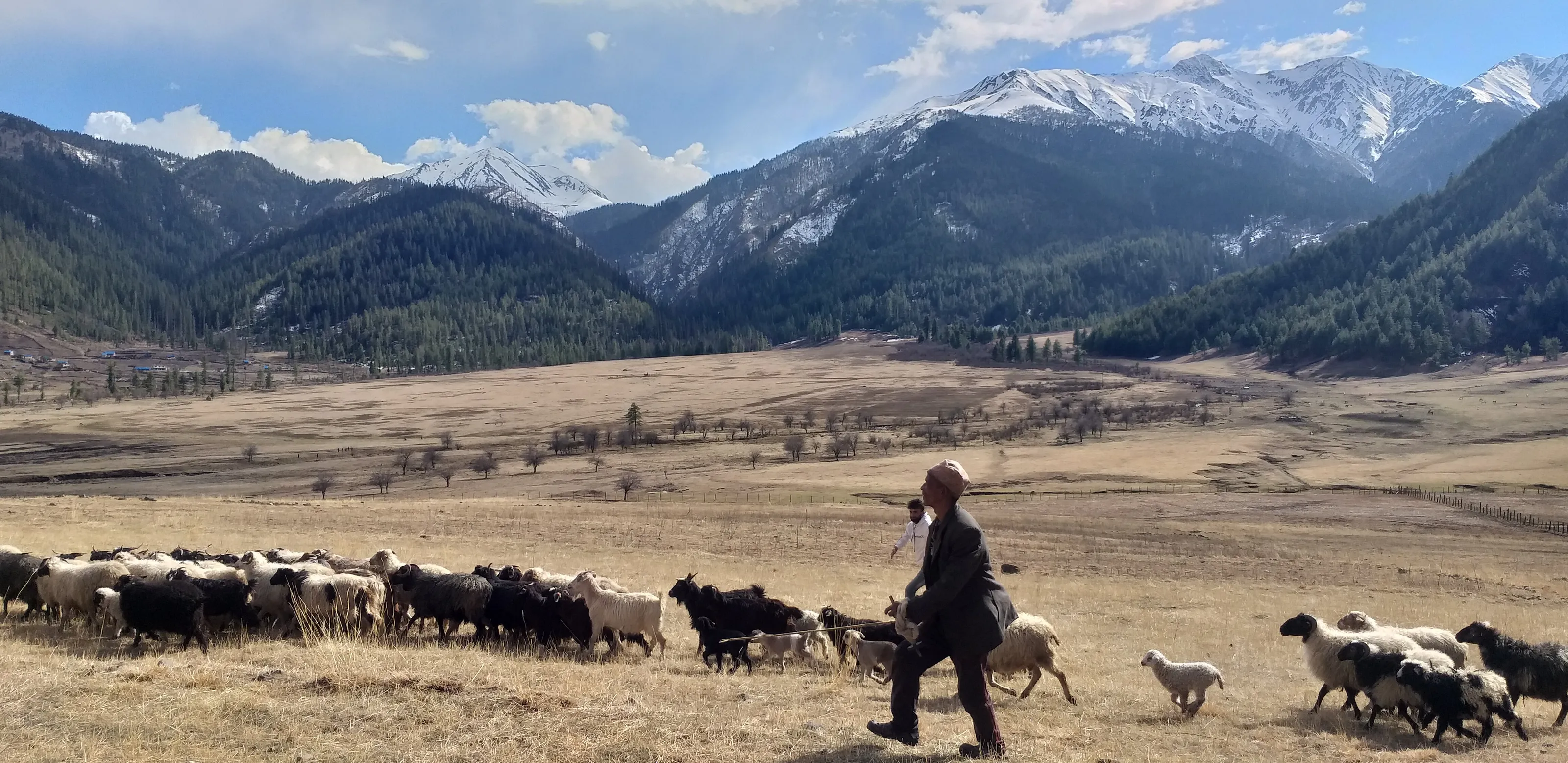 Life of a shepherd