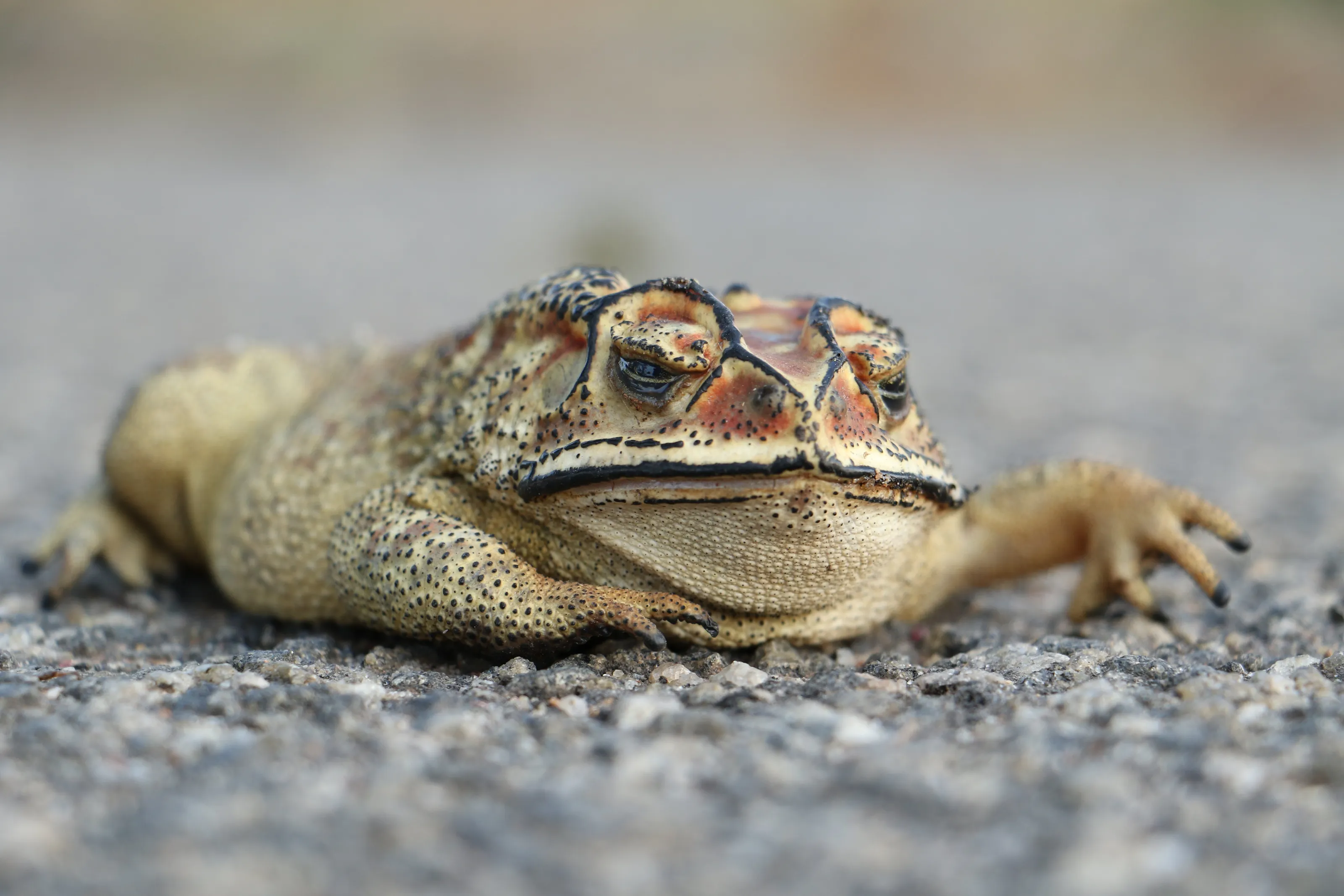 There is no place in a city that can't be better. There is no toad that can't be a princess, no frog