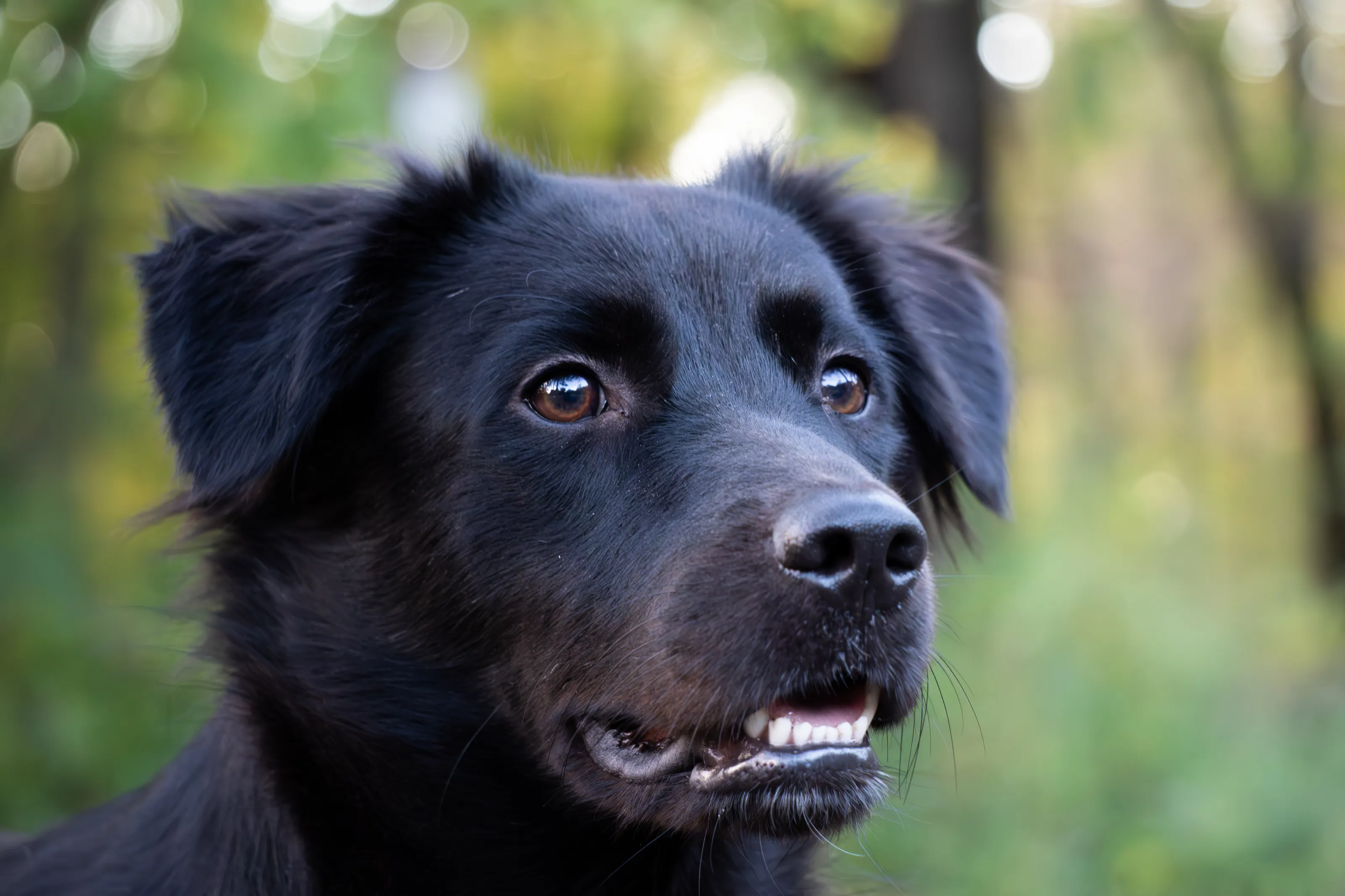Close up dog portrait on the forest
