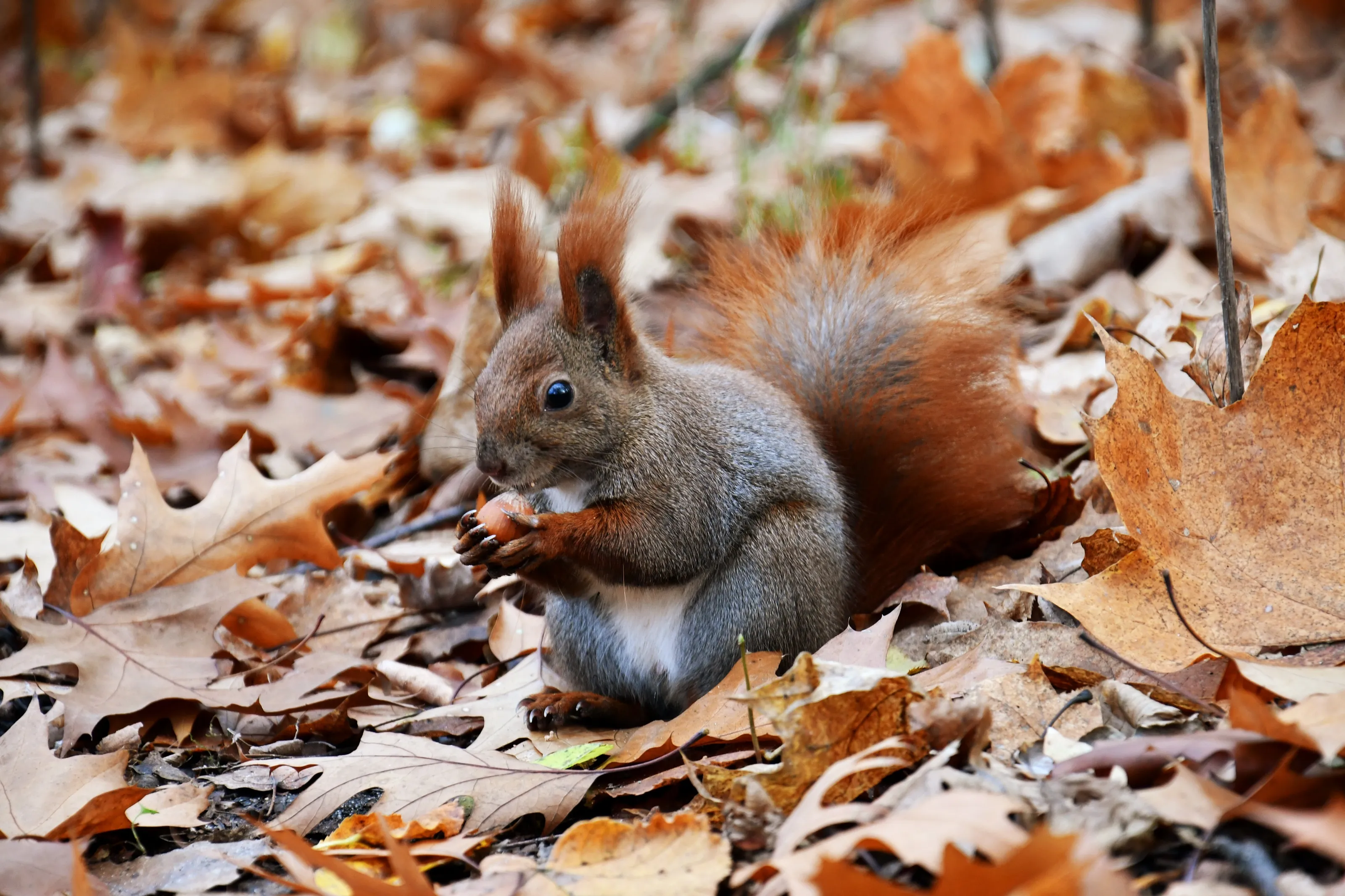 Queen of the Fall