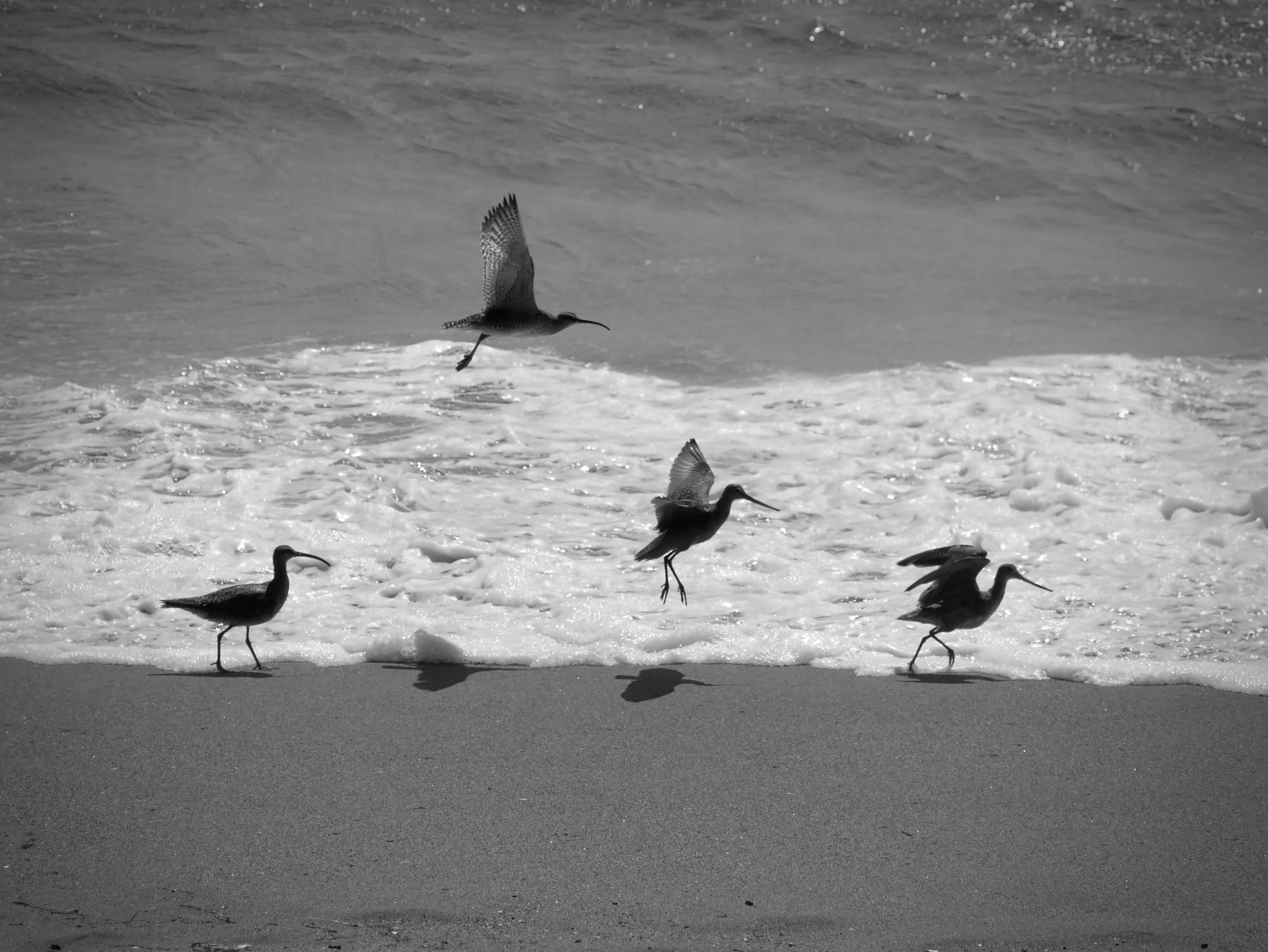 Four sandpipers