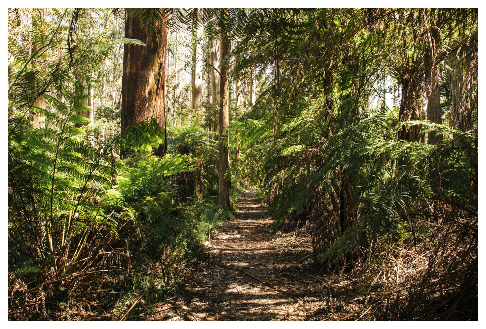 Shaded trail