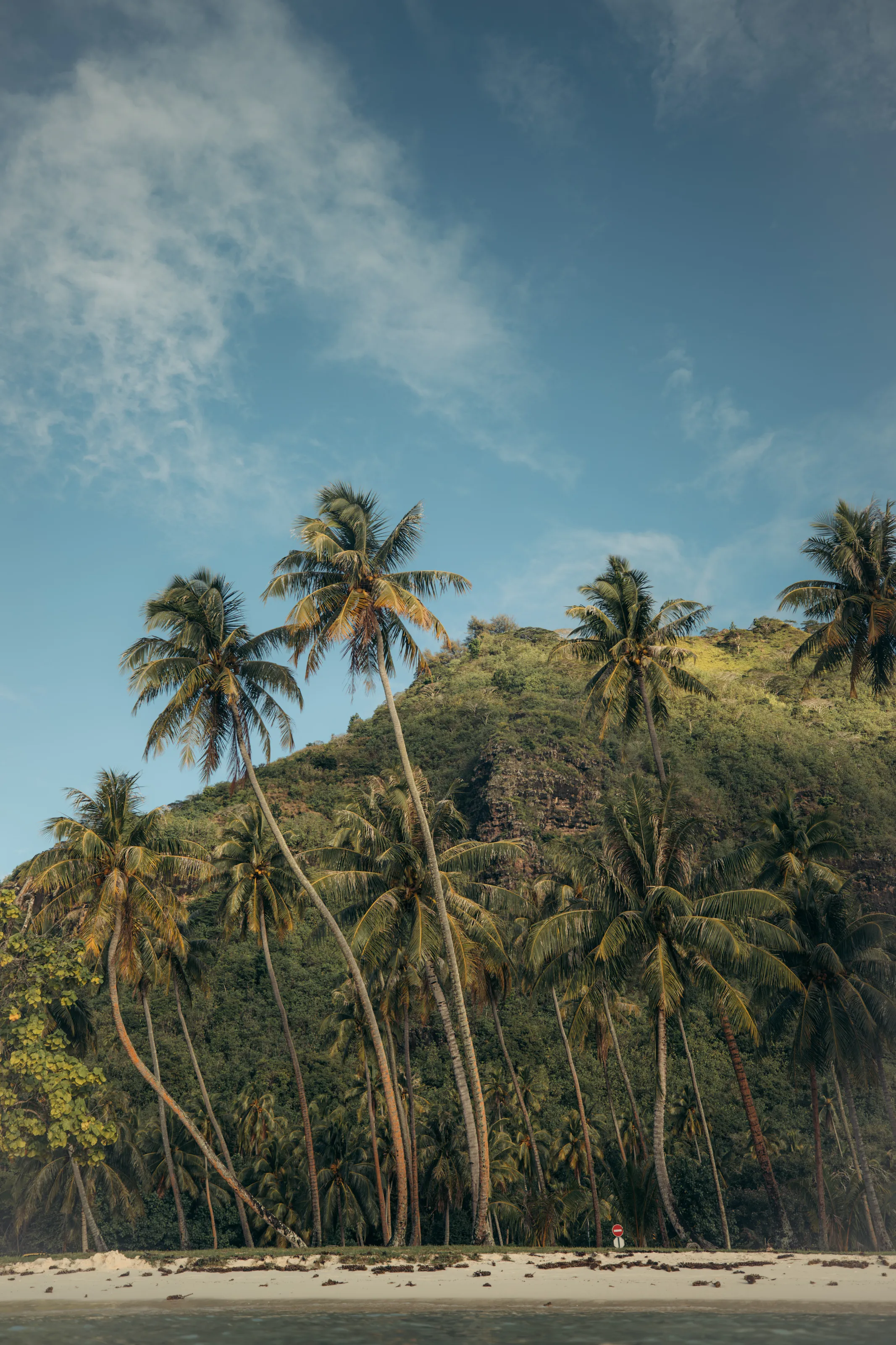 palms on the beach