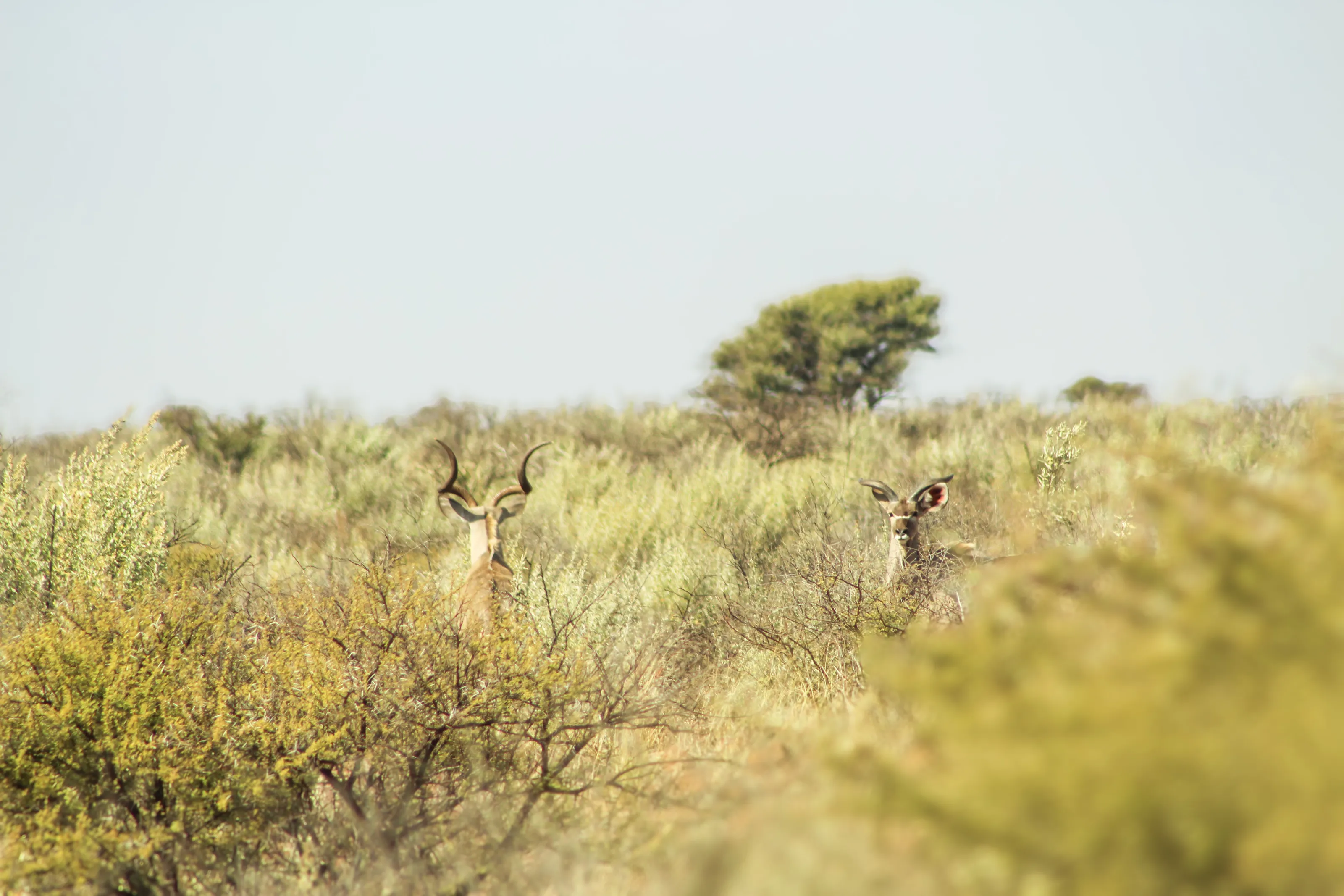 South African Wild love