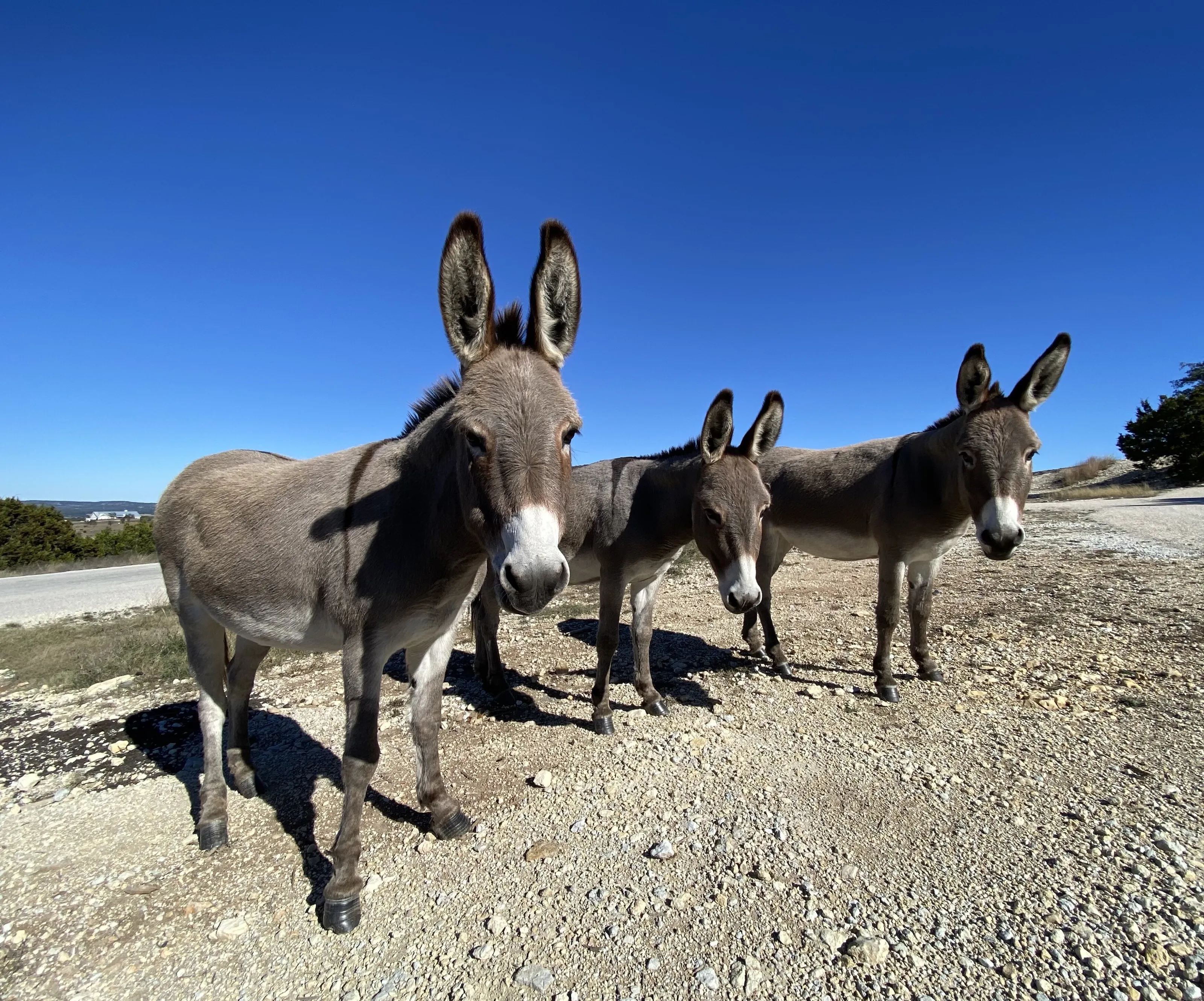 Identical Donkey Divas
