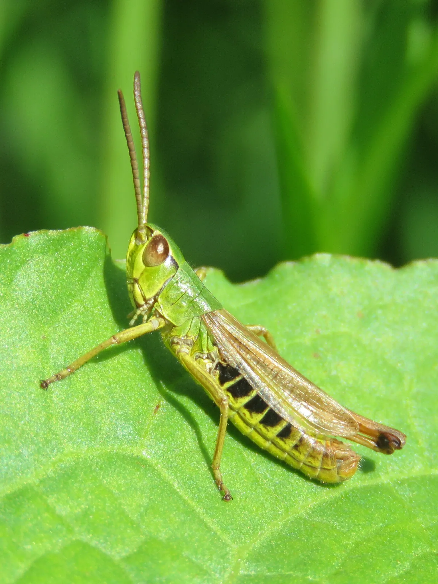 A Bugs Life