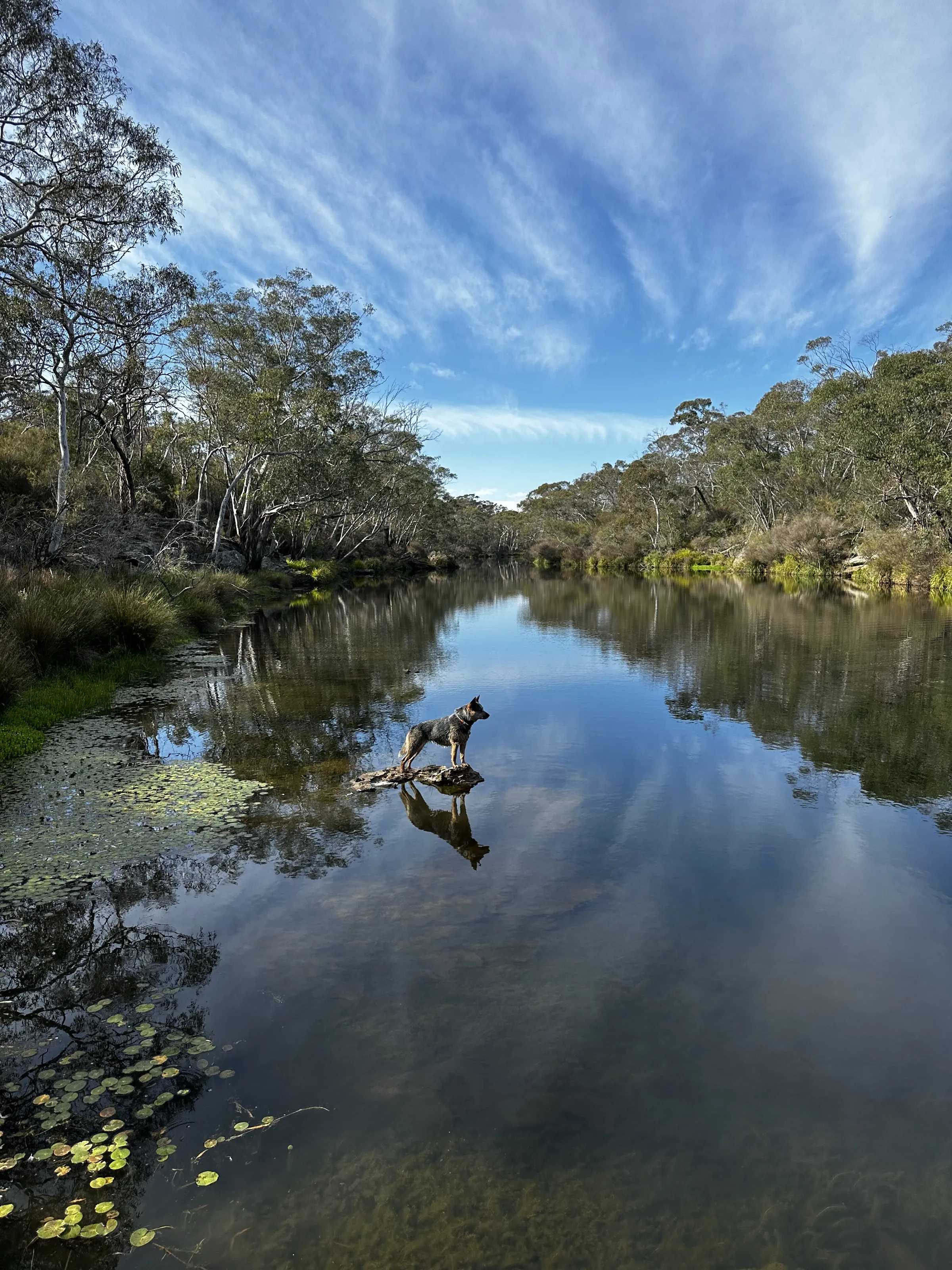 Australian Landscape & Dog
