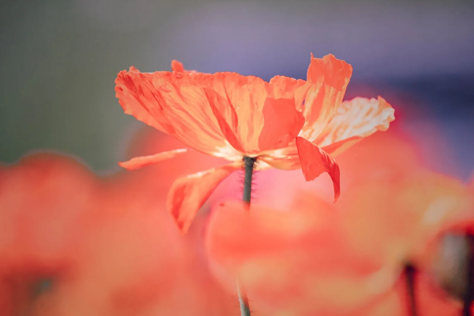 Orange-Coloured Flowers (in colour)