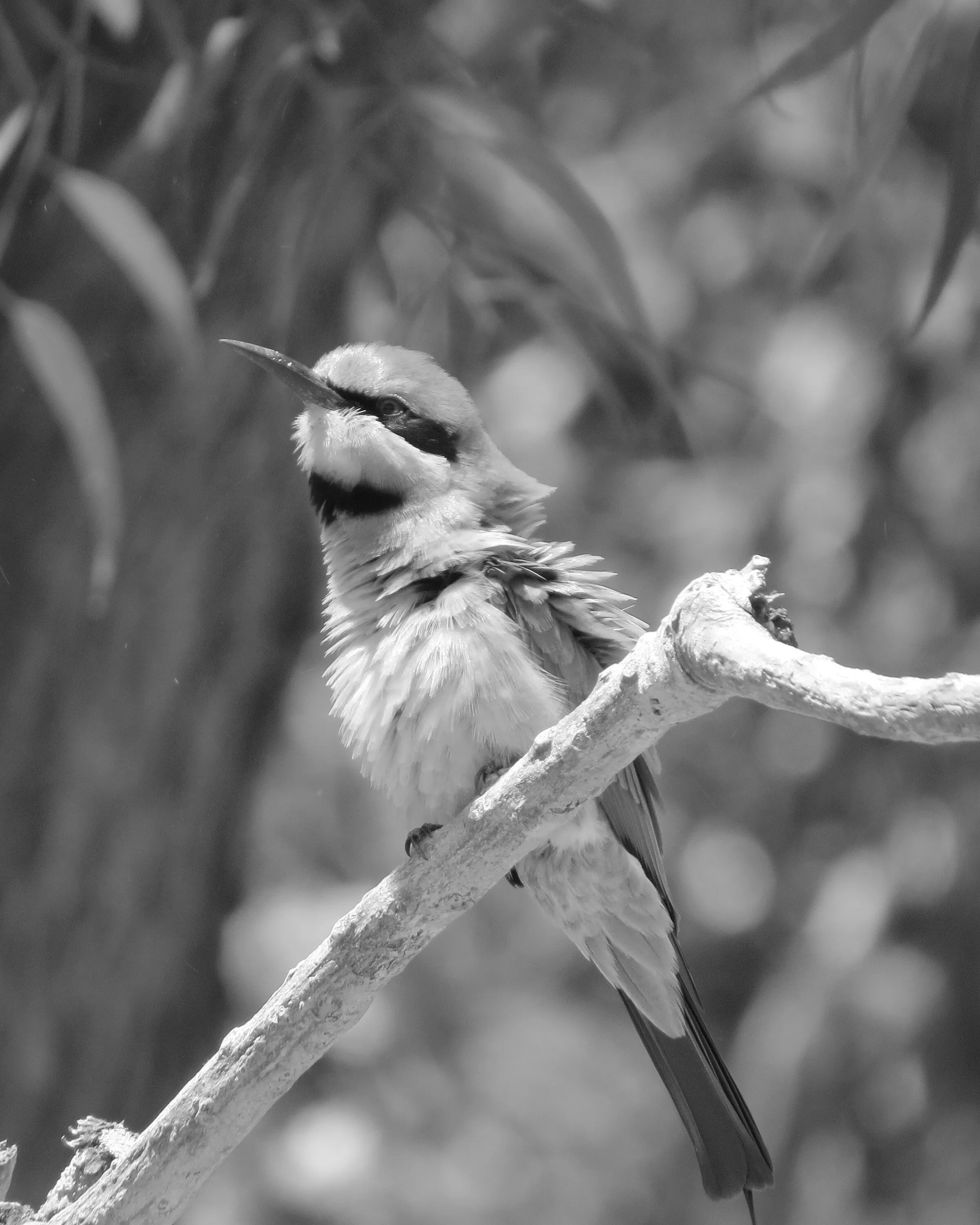Rainbow bee eater