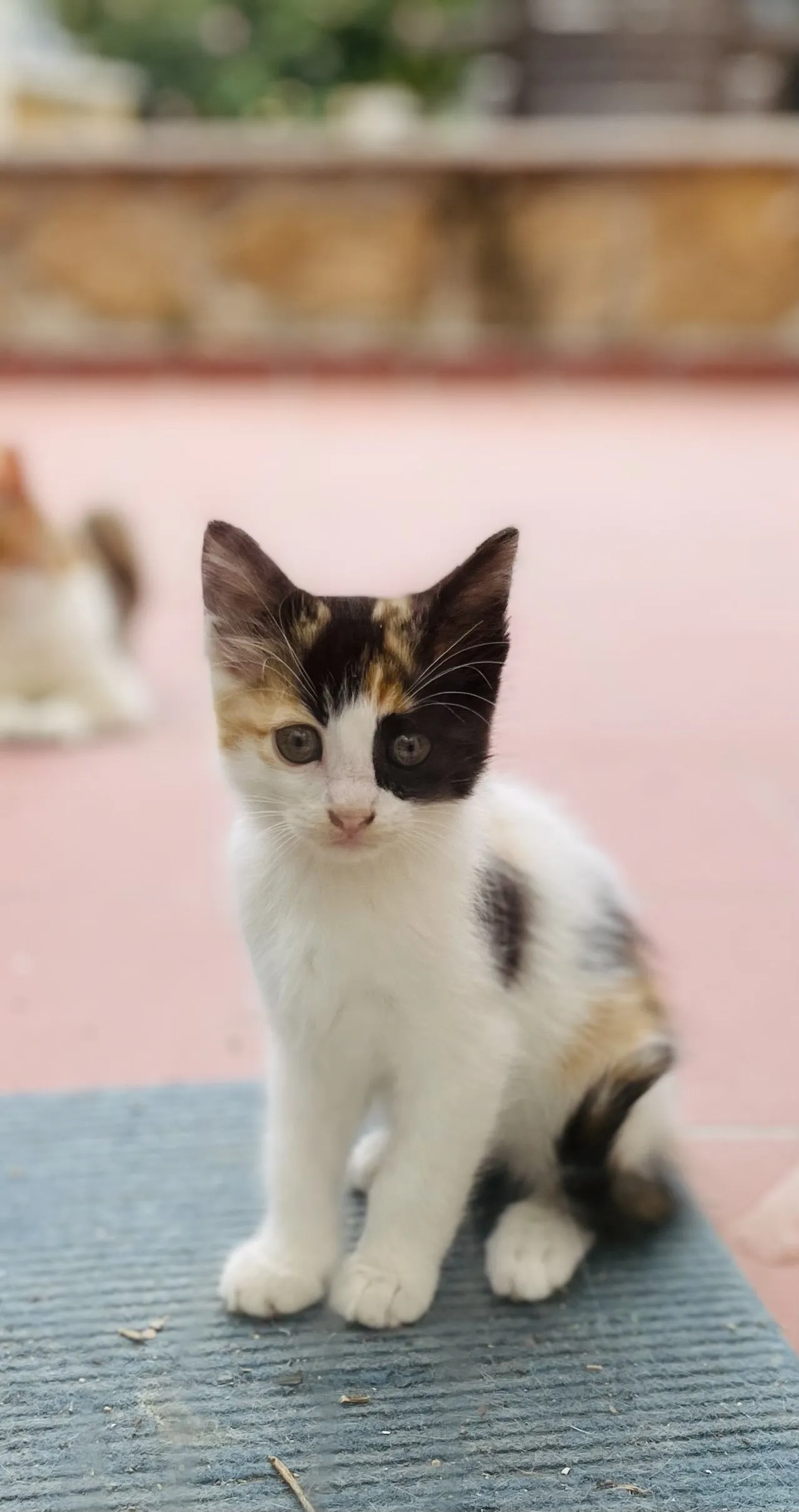 cute cat