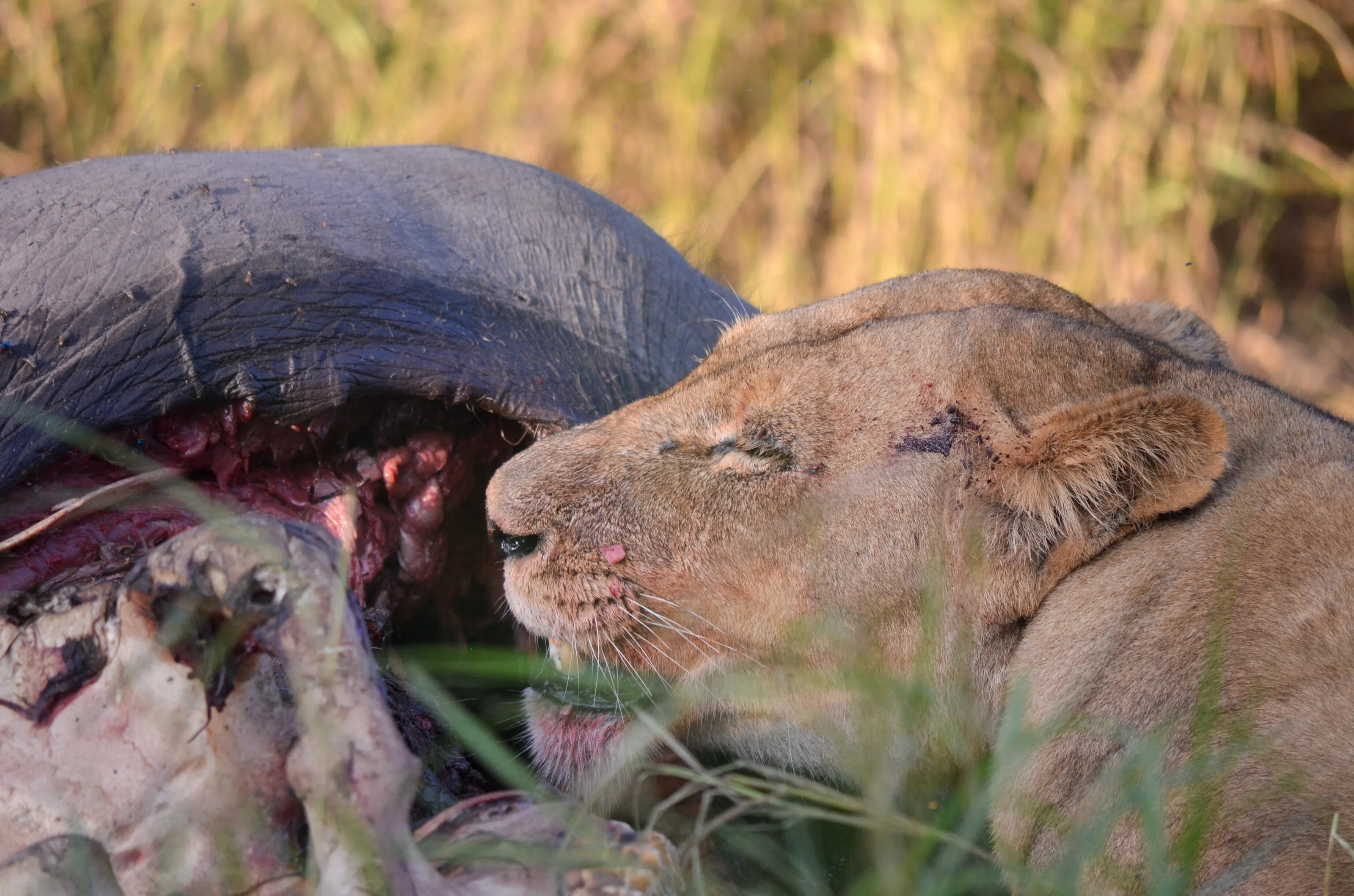 Lion at Lunch