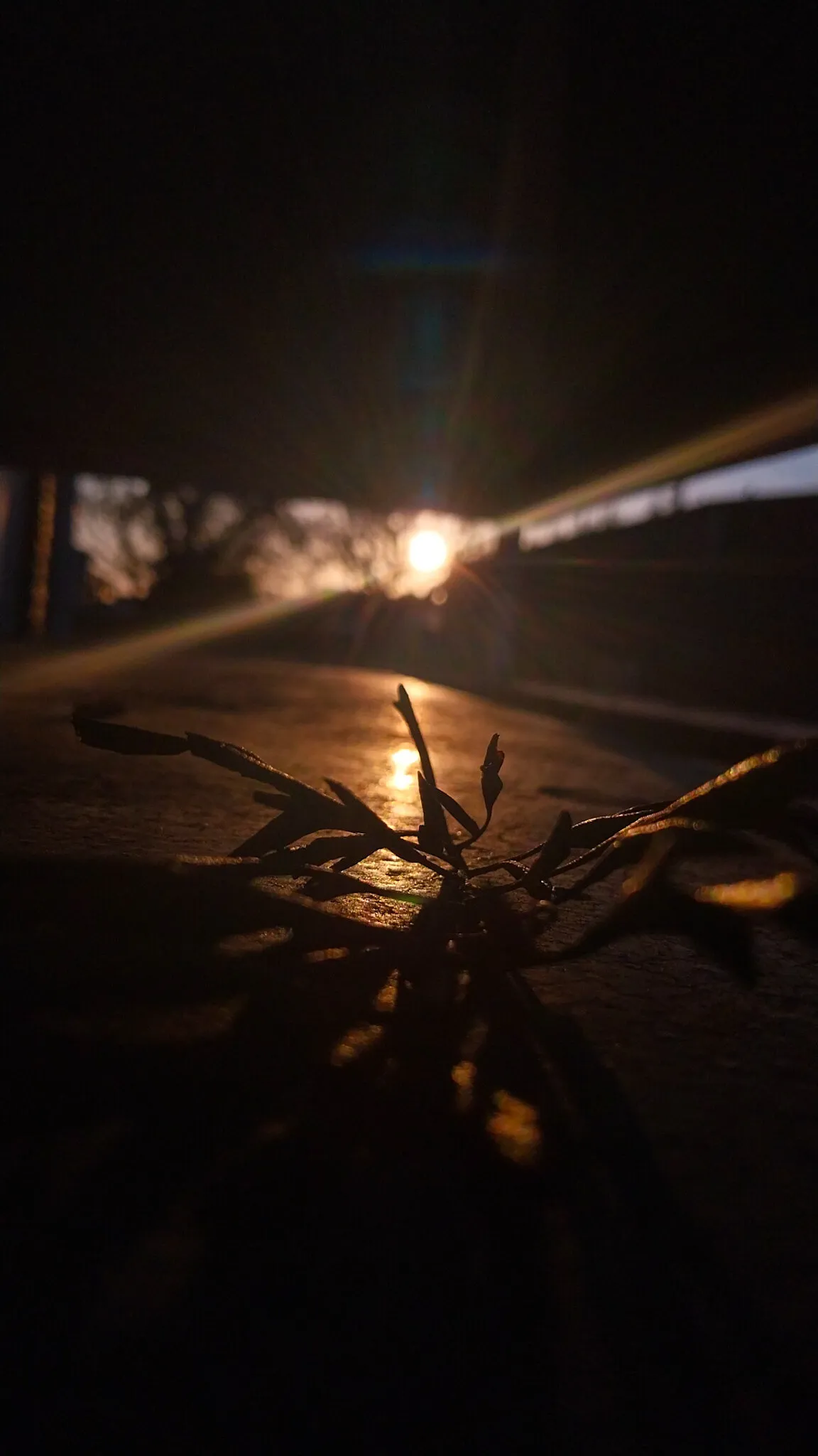 Sunlight Shadows