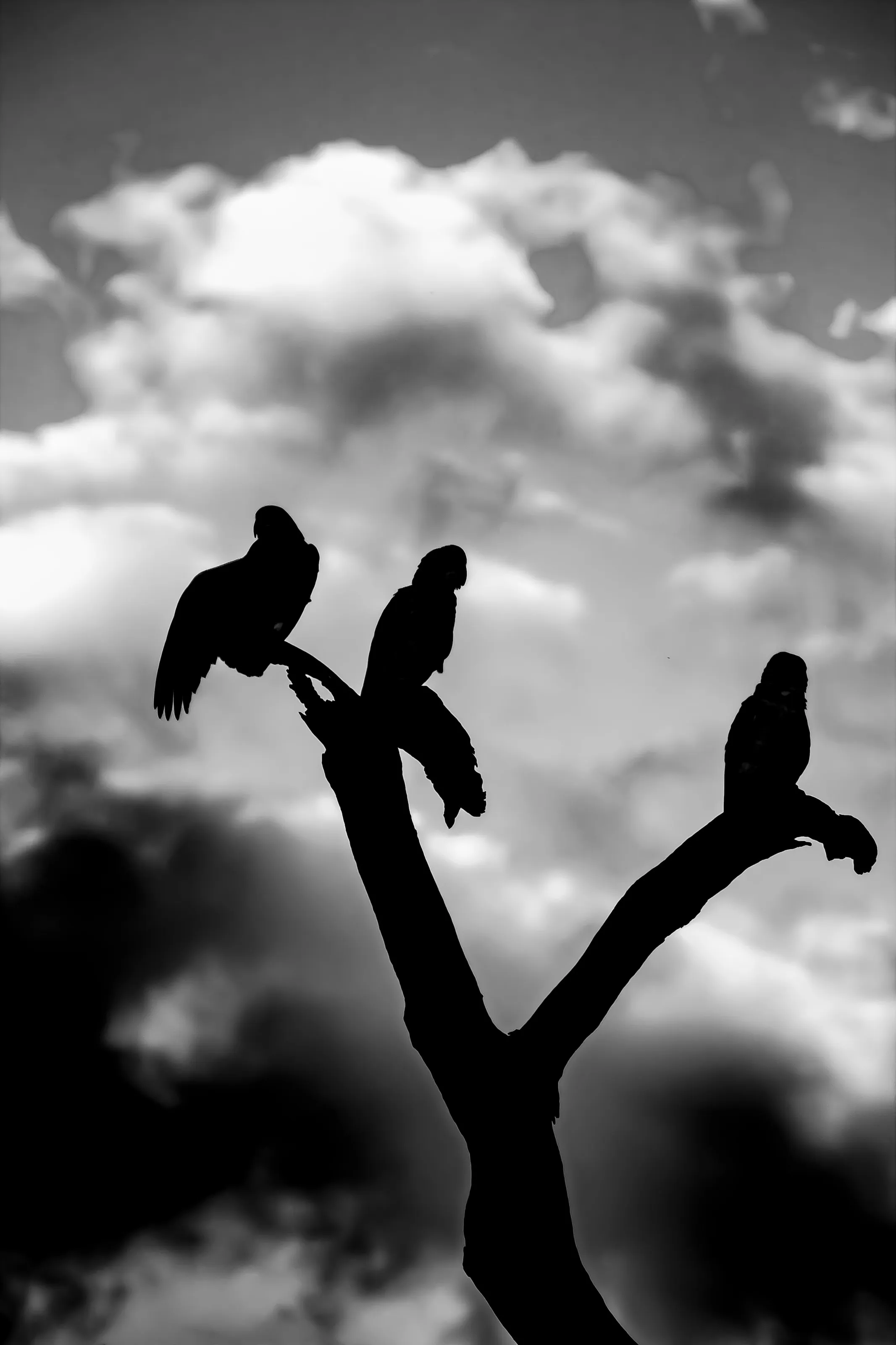 Dark Galah
