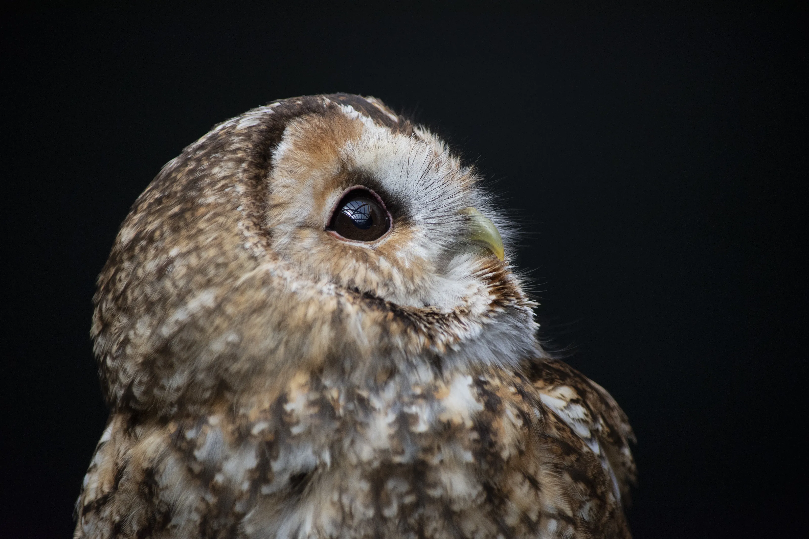 Portrait of a Curious Owl