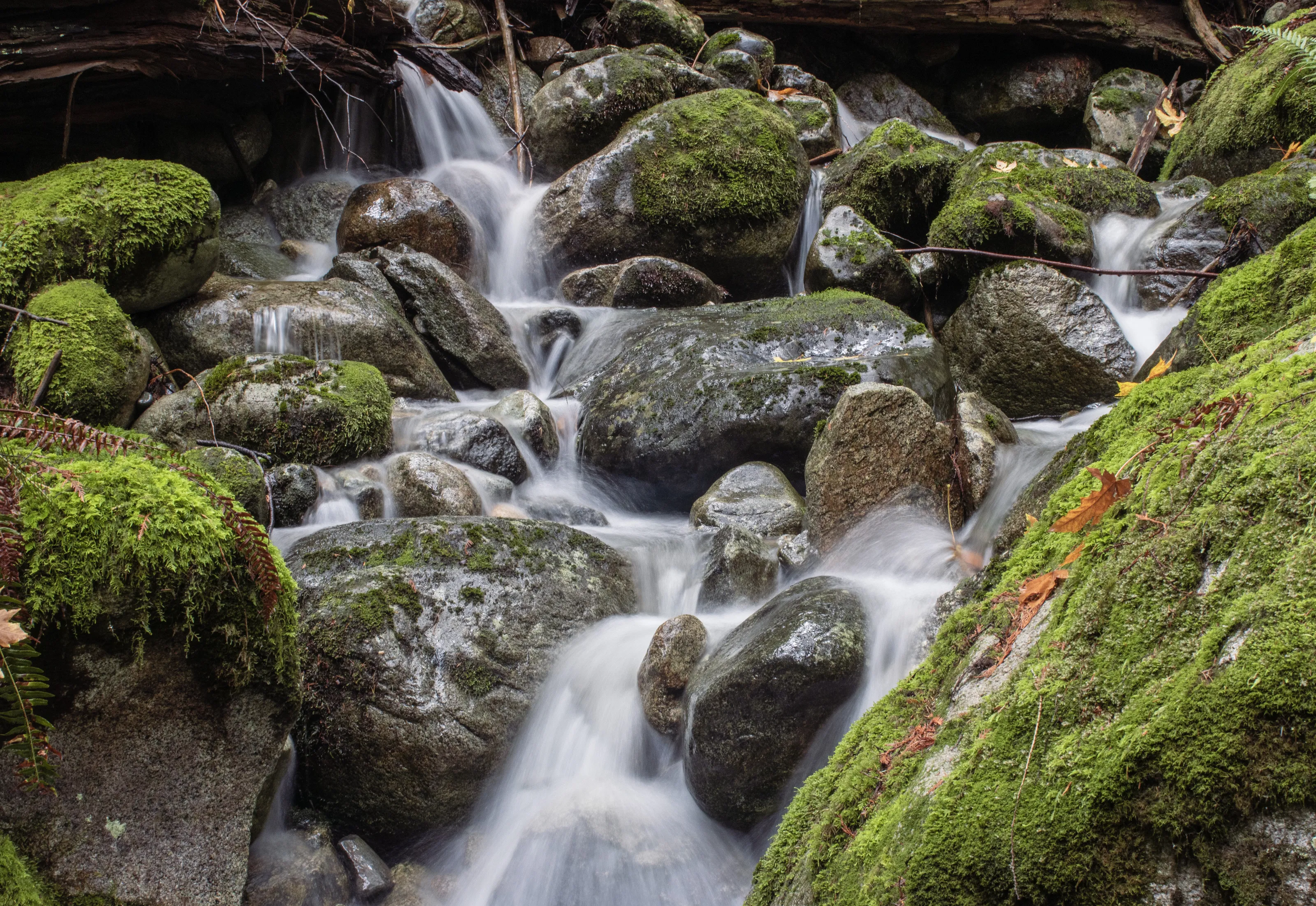 North Vancouver Stream